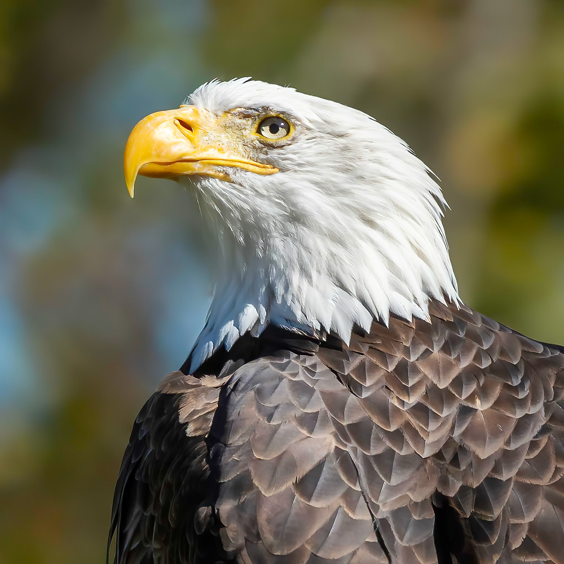 Close up of a majestic bald eagle with bright eyes, on a multicolor background.