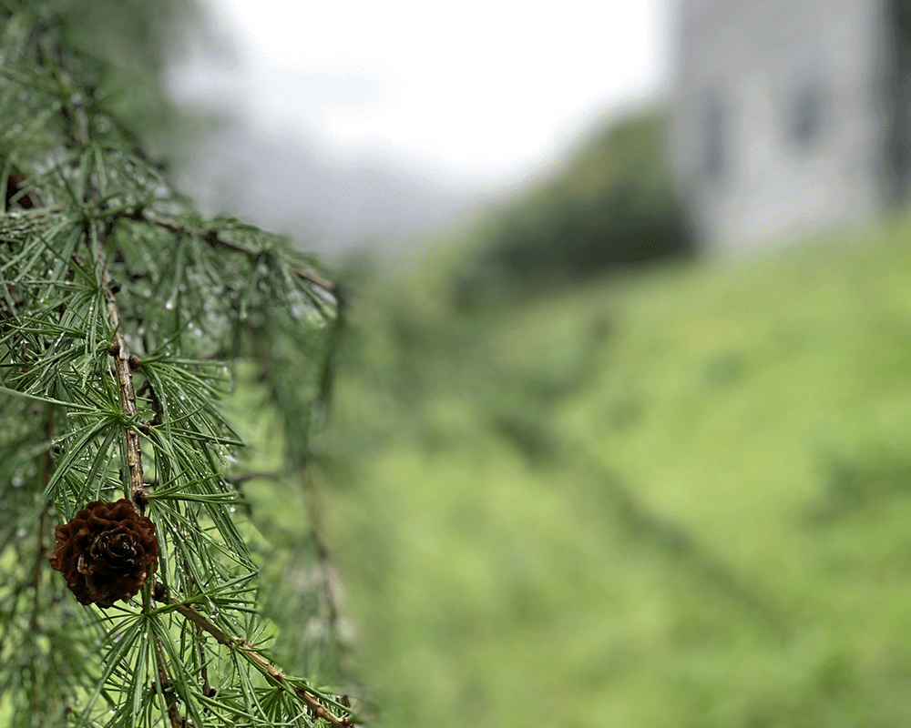 Pine cone and pine needles with morning dew in the foreground in front of an out of focus thermal bath complex by Peter Zumthor Therme Vals and mountains in Vals, Switzerland in the background