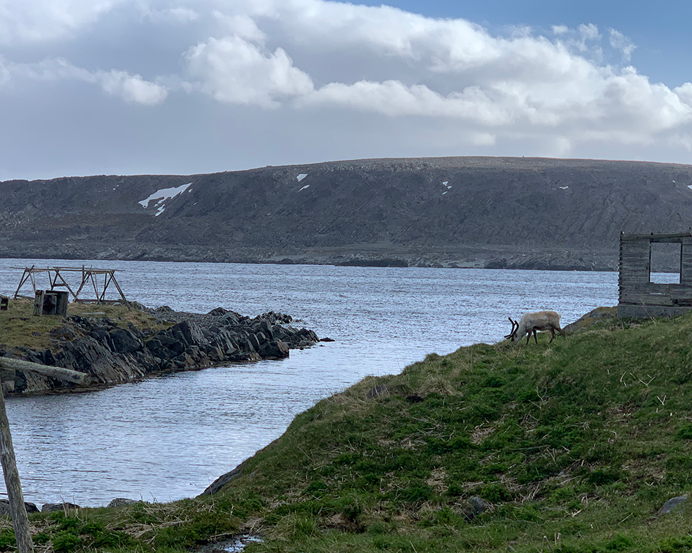 Fish drying rack and wood cabin ruins with reindeer in Hamningberg, Norway along the Barents Sea with worn mountains in the background