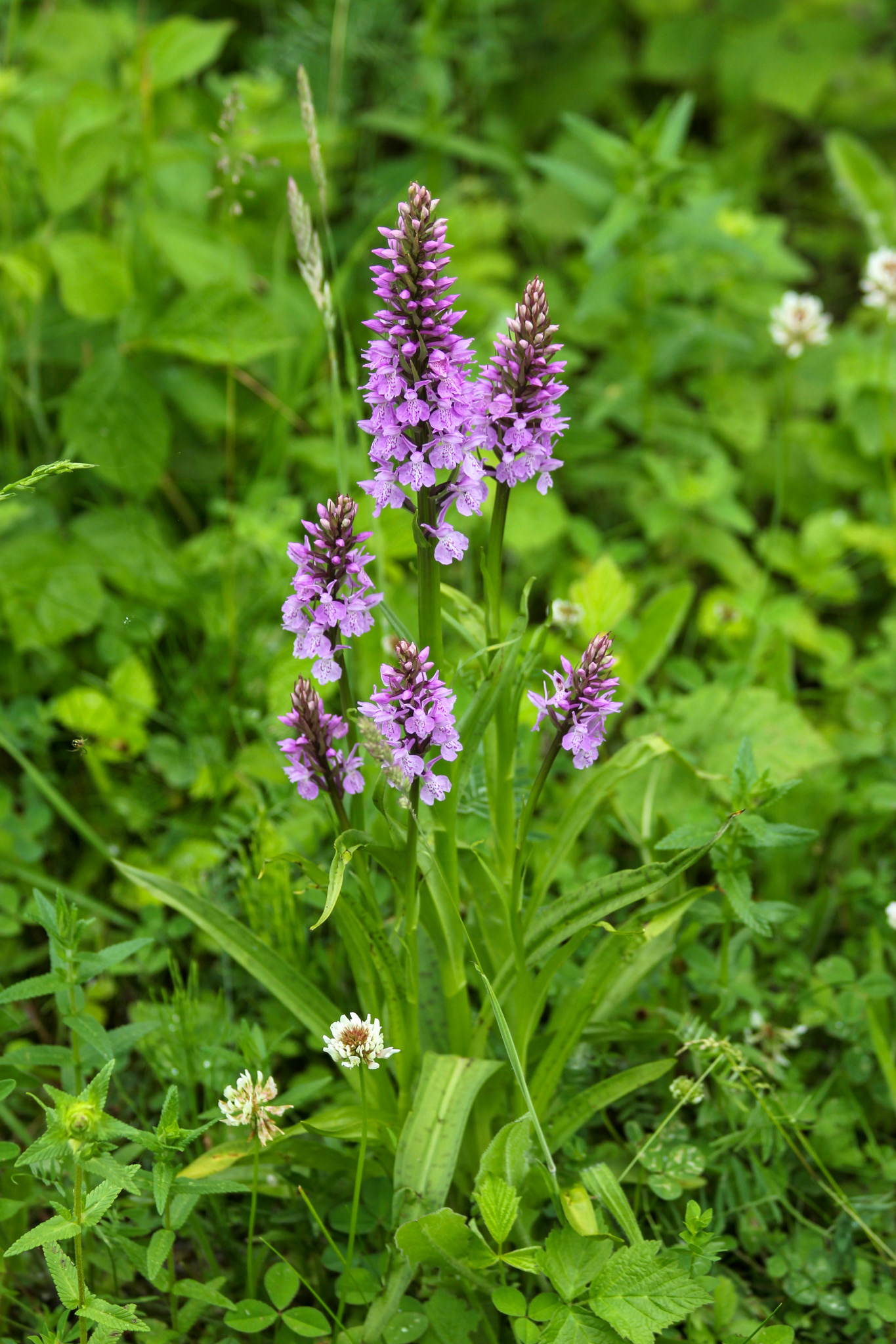 Orchis tacheté