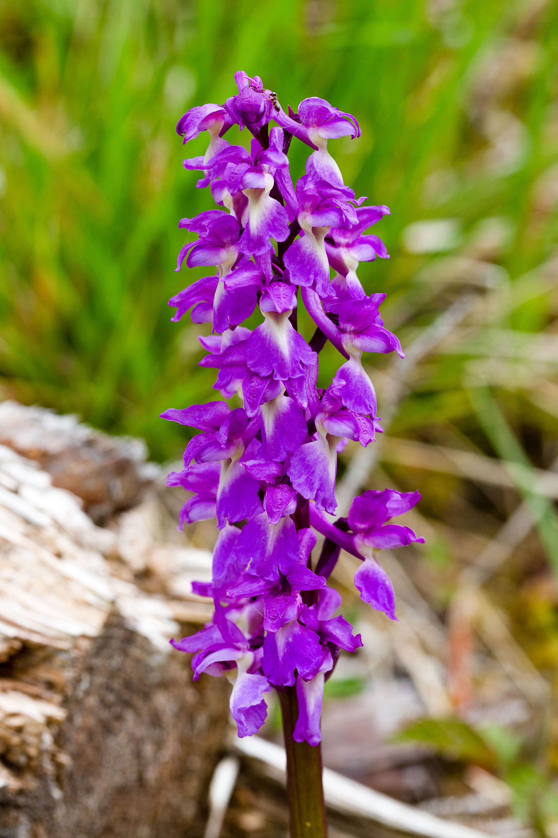 Orchis mâle (Orchis mascula, (L.) L. , 1755), Doische (N) 13/05/2021