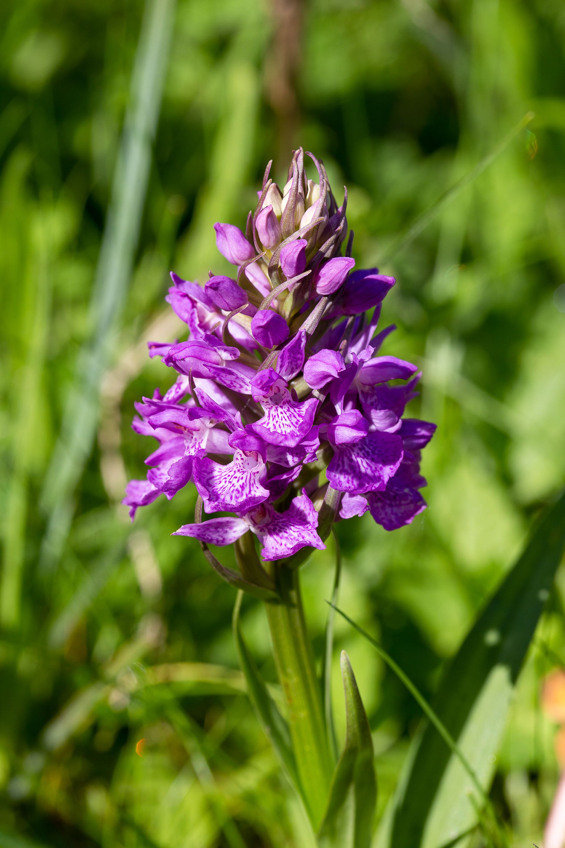 Orchis négligé (Dactylorhiza praetermissa, (Druce) Soó, 1962), Nivelles (BW) 02/06/2019