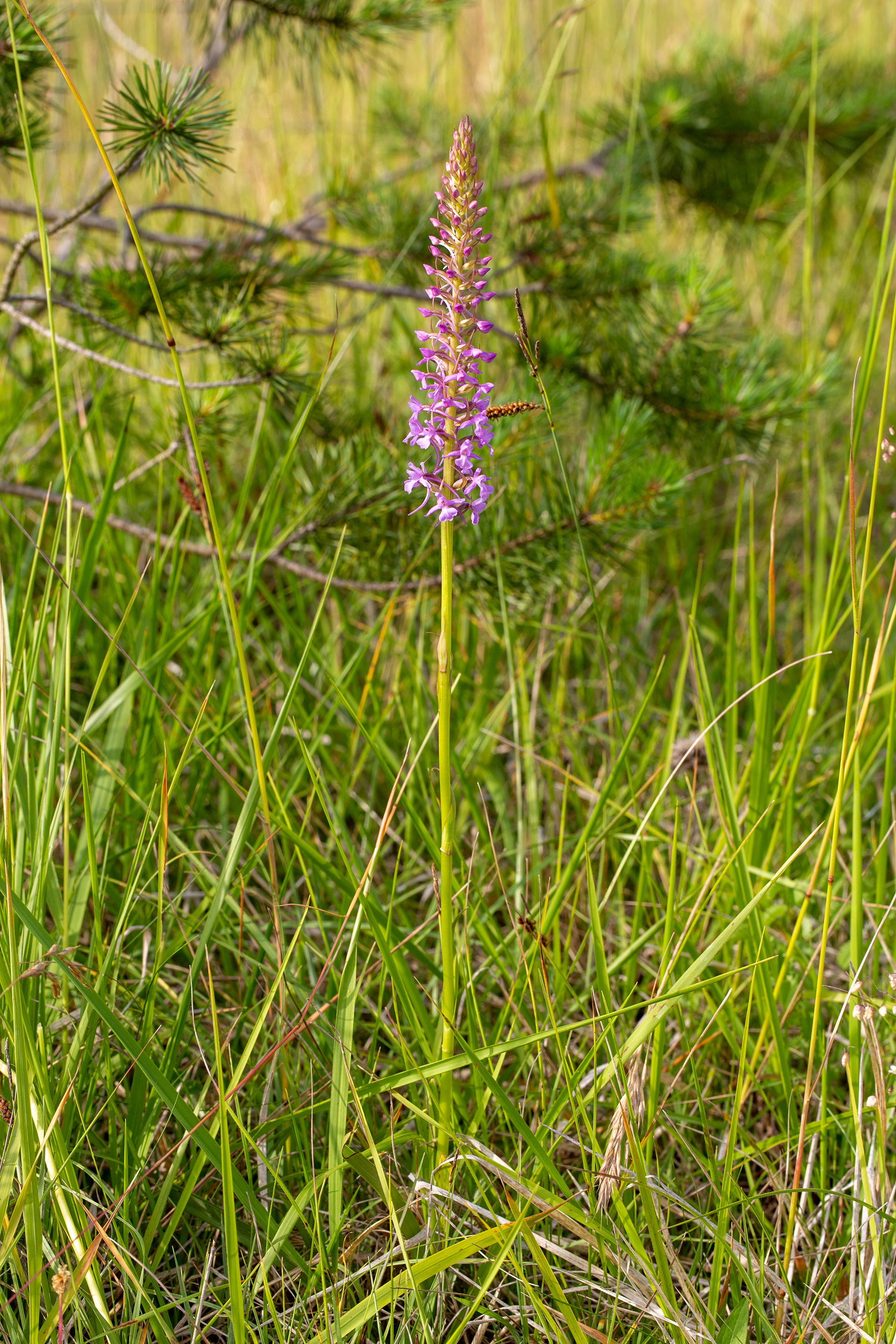 Orchis moucheron