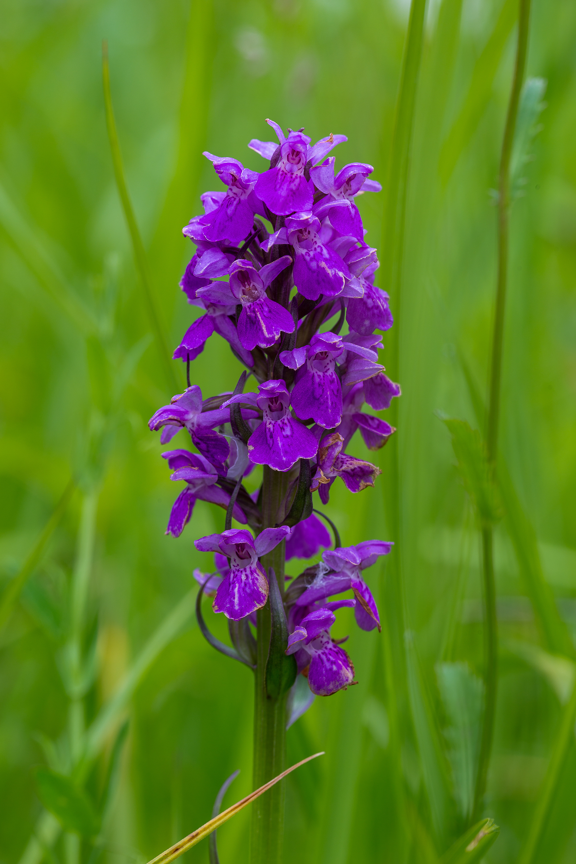 Orchis incarnat (Dactylorhiza incarnata, (L.) Soó, 1962), Péruwelz (H) 10/06/2019