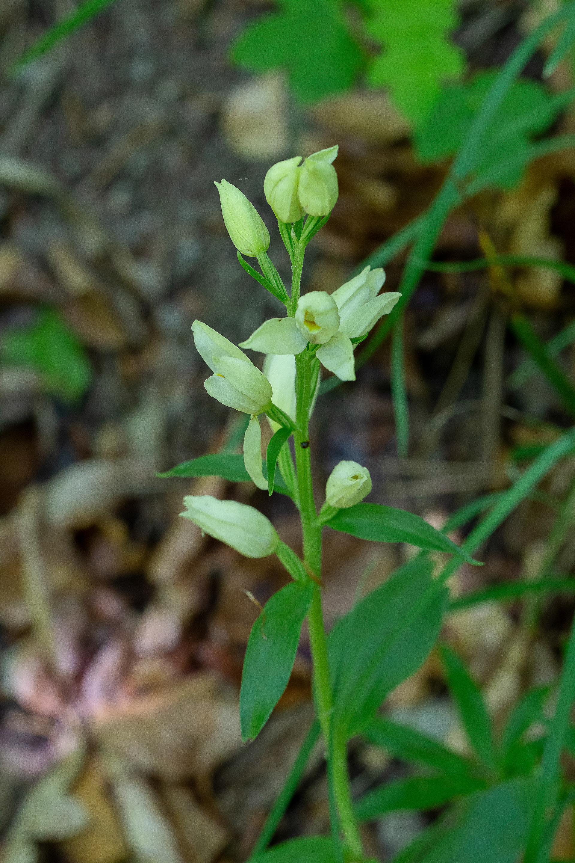 Céphalanthère de Damas (Cephalanthera damasonium, (Mill.) Druce, 1906), Han-sur-Lesse (N) 09/06/2013