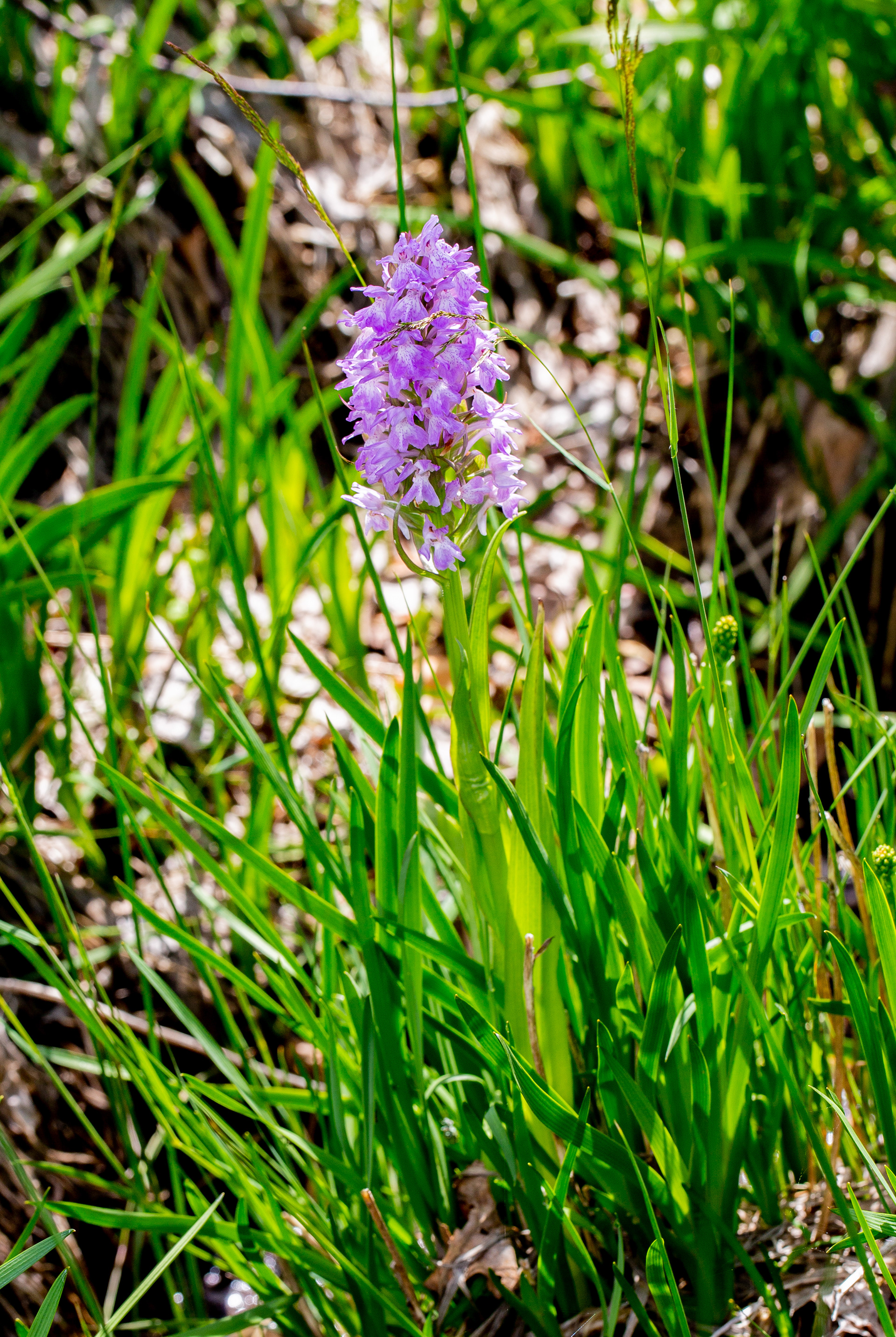 Orchis des sphaignes