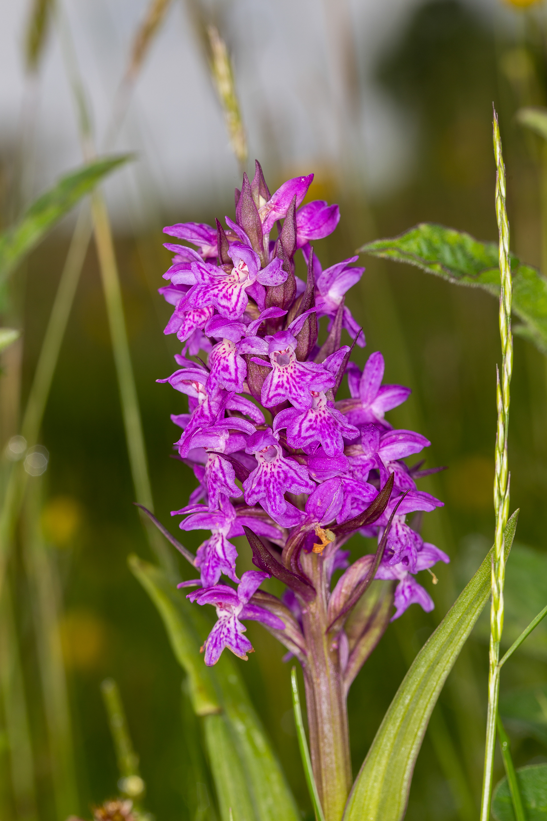 Orchis de mai (Dactylorhiza majalis, (Rchb.) P.F.Hunt & Summerh., 1965), Braine-le-Château (BW) 12/05/2018