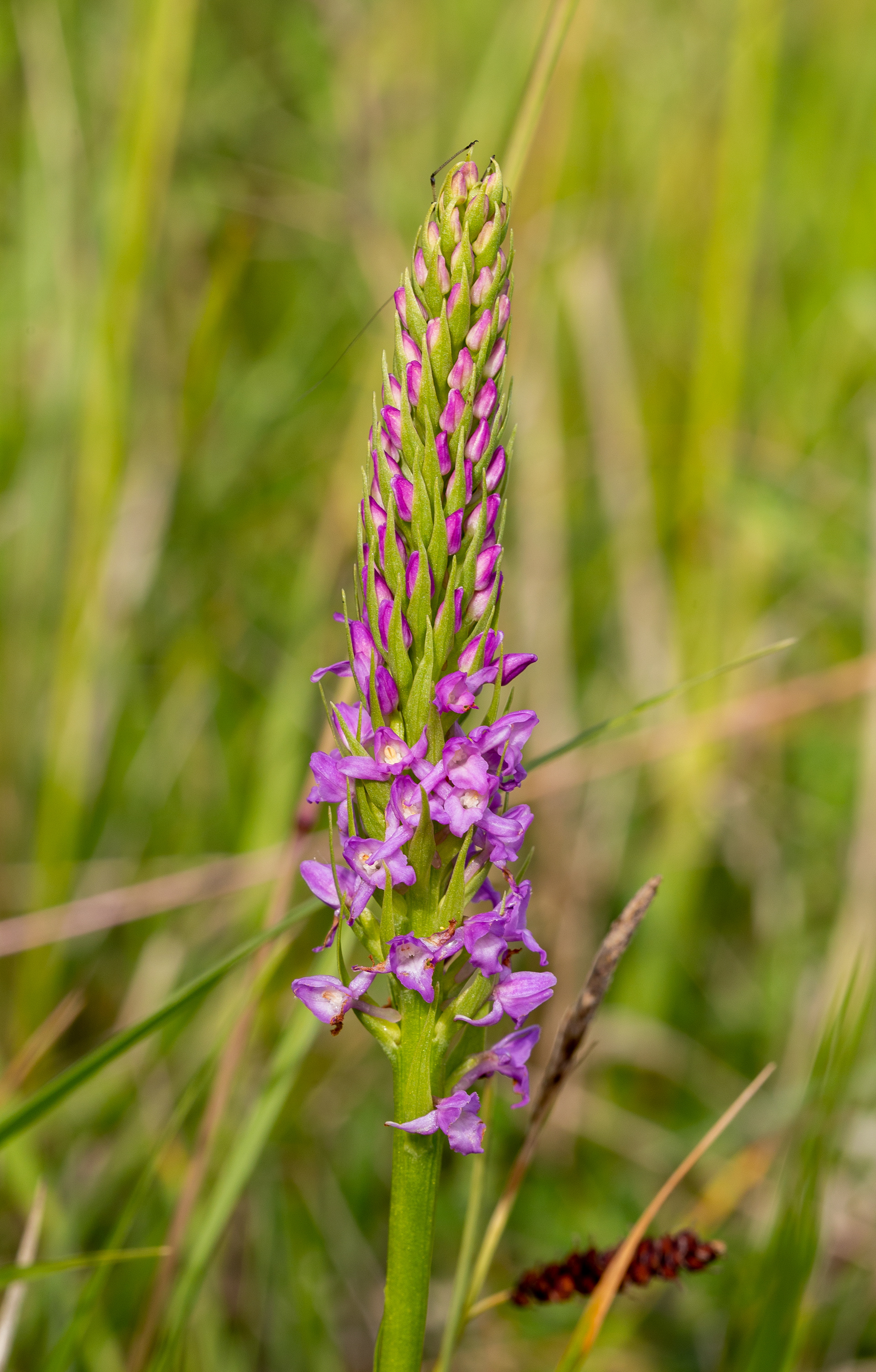 Orchis odorante (Gymnadenia odoratissima (L.) Rich., 1817), Doische (N) 18/06/2022