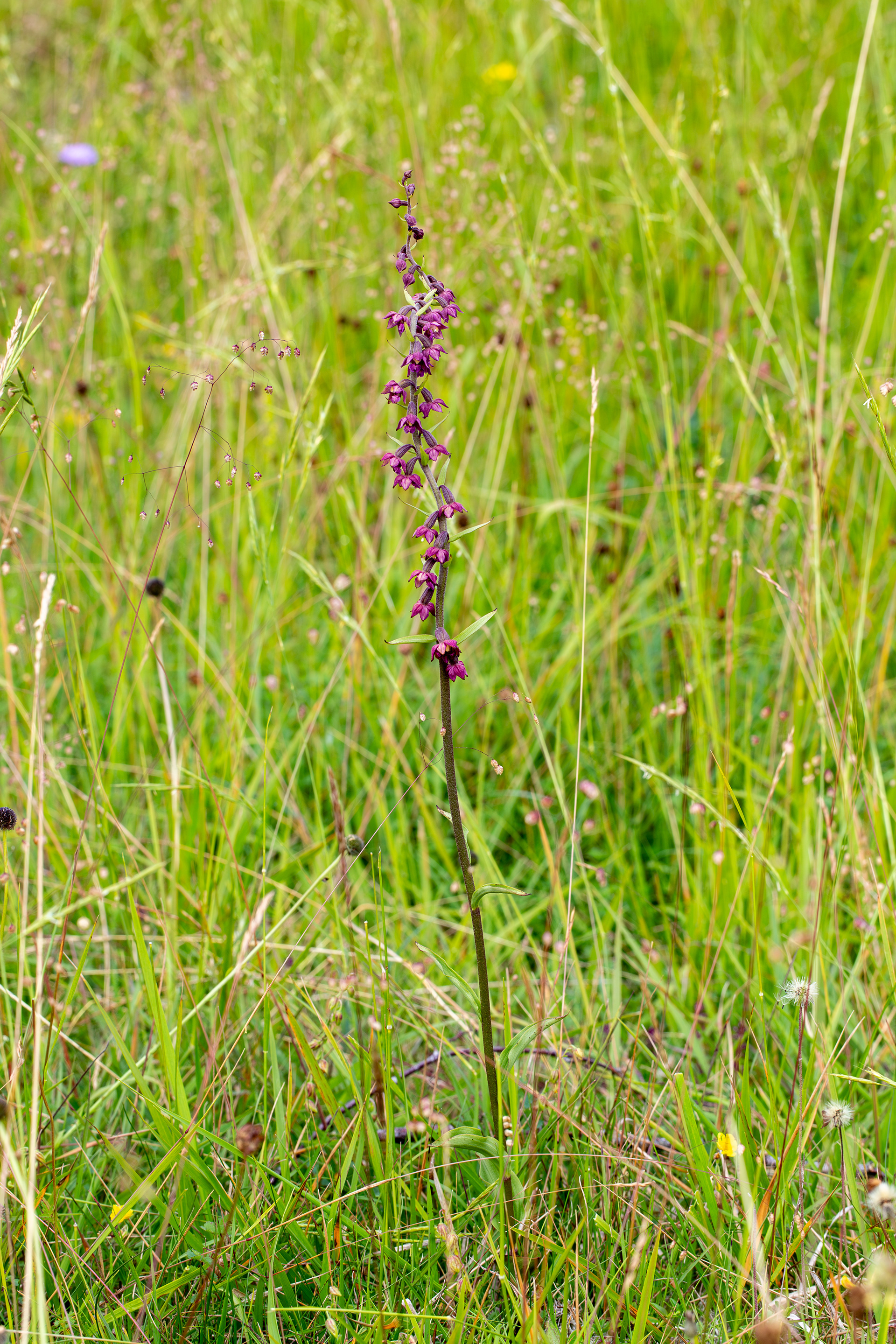 Epipactis pourpre
