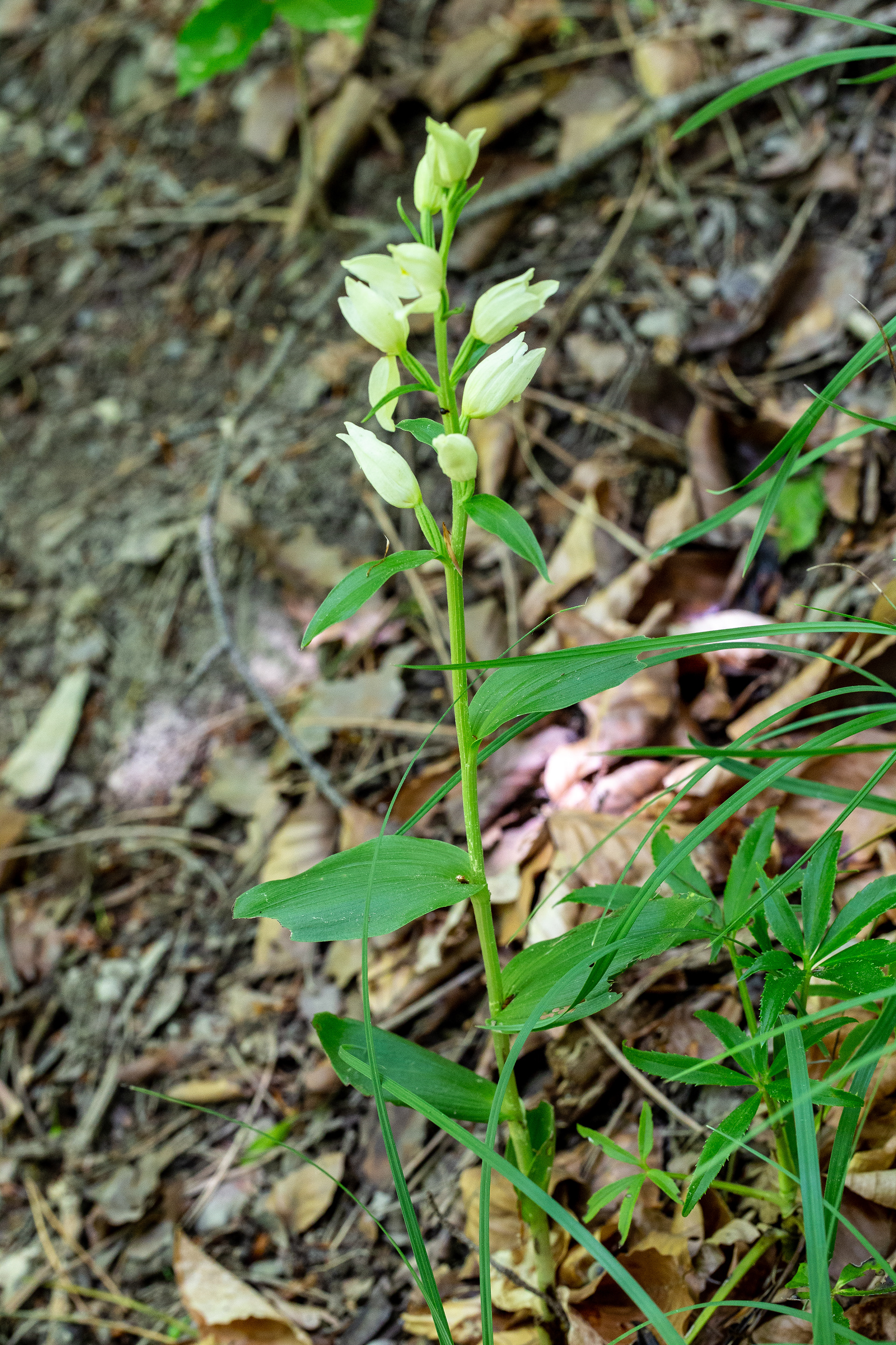 Céphalanthère de Damas