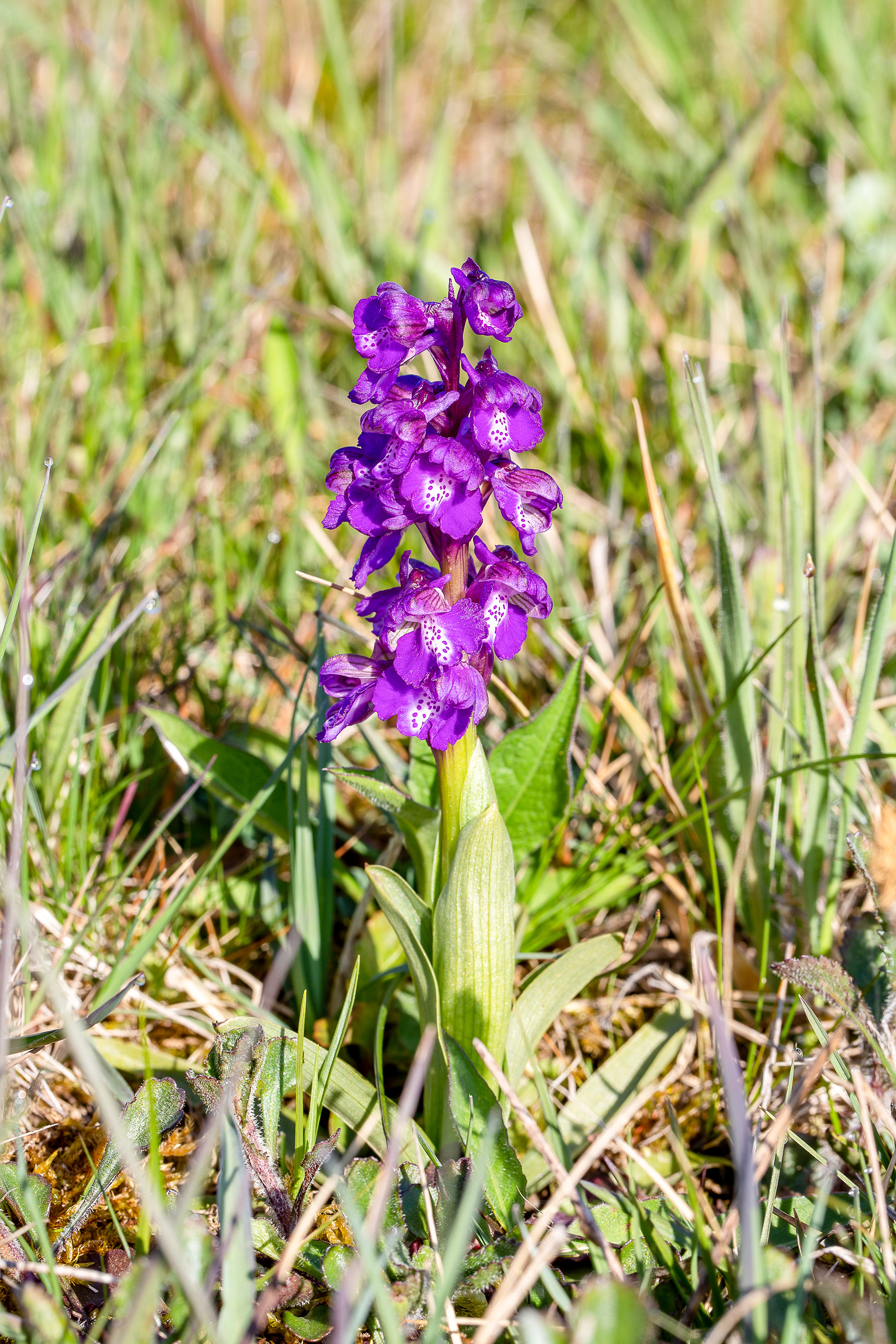 Orchis bouffon