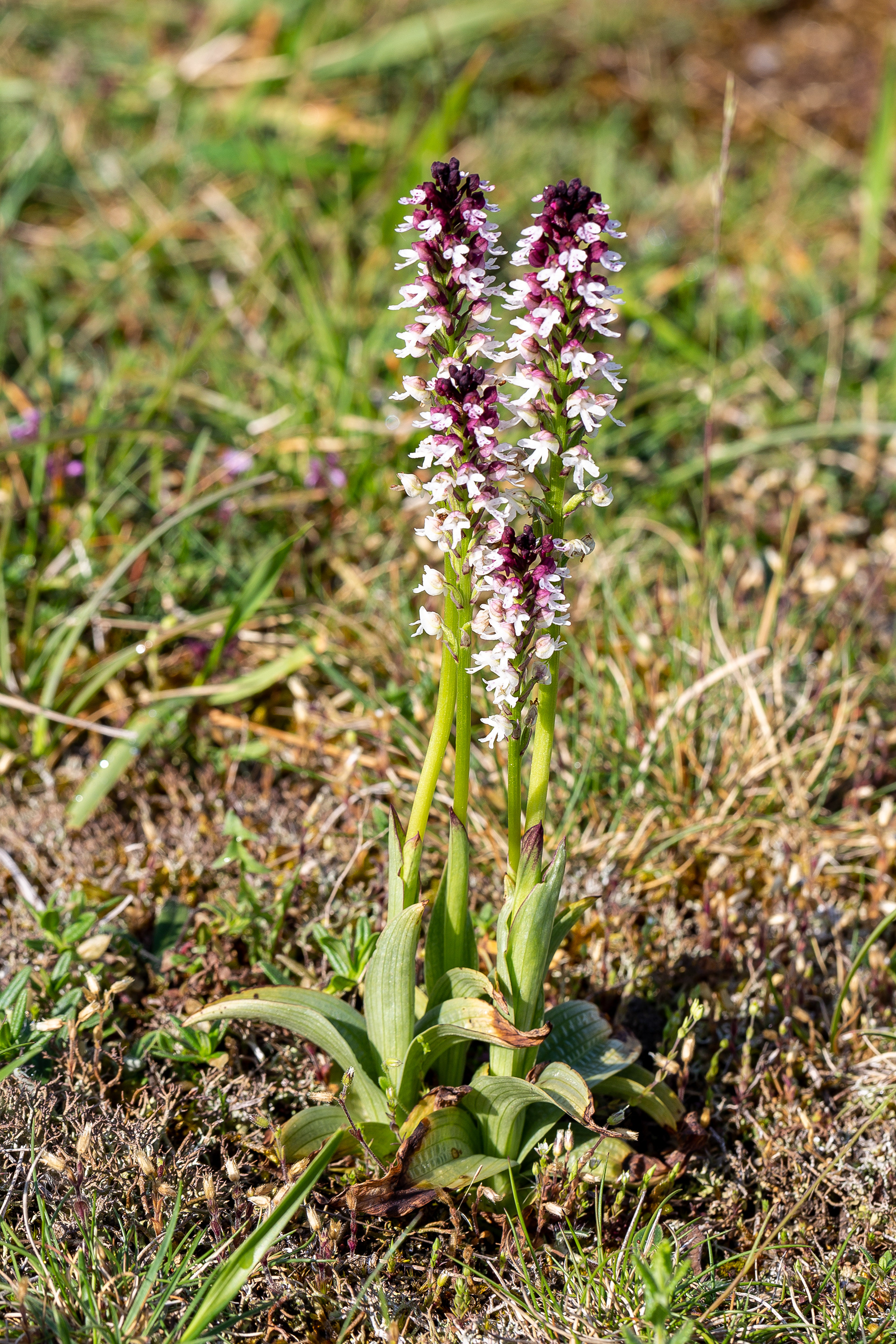Orchis brulé
