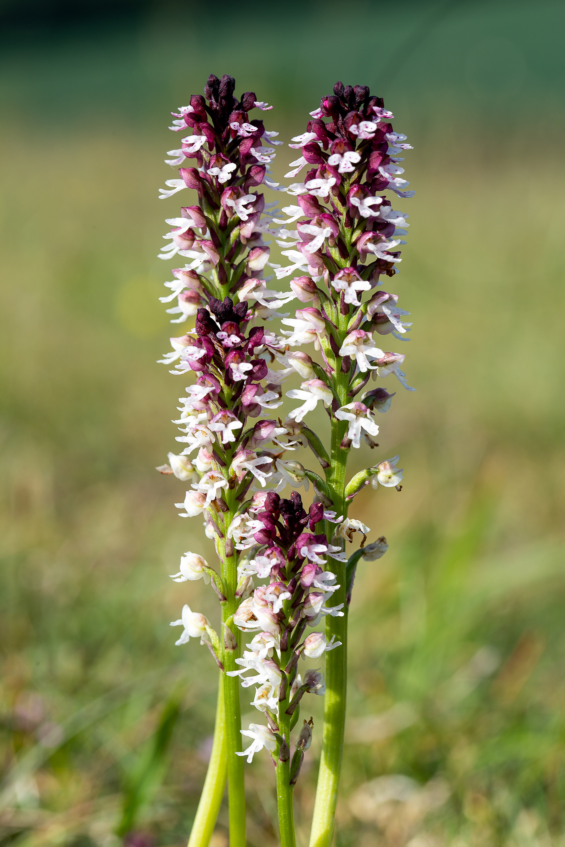 Orchis brulé (Neotinea ustulata, (L.) R.M.Bateman, Pridgeon & M.W.Chase, 1997), Viroinval (N) 04/06/2021