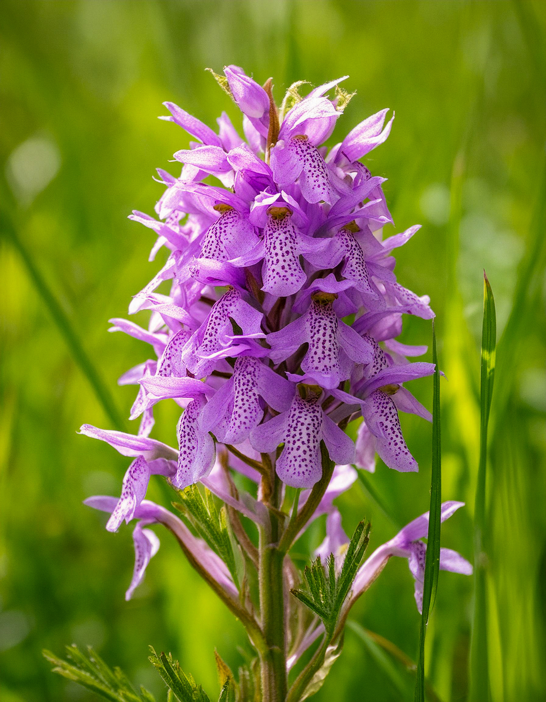 Orchis de Braun (Dactylorhiza braunii, Adobe Firefly, 2024), Braine-l'Alleud (BW) 19/06/2024