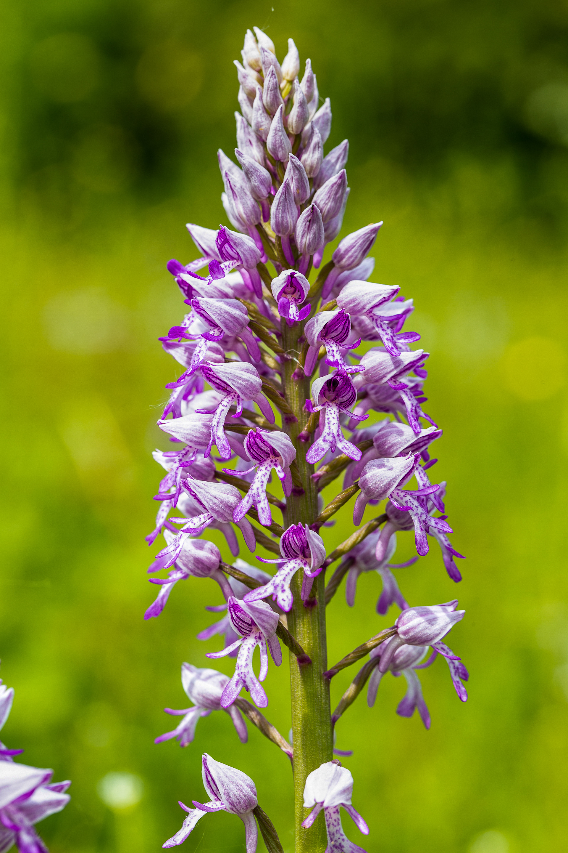 Orchis militaire (Orchis militaris, L., 1753), Lixhe (Lg) 12/05/2018