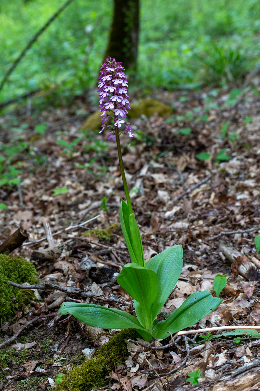 Orchis pourpre