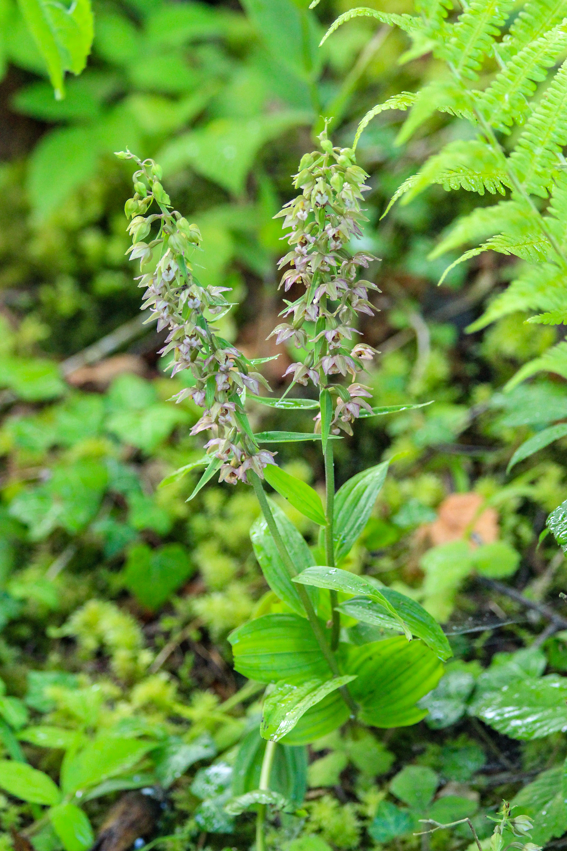 Epipactis helleborine