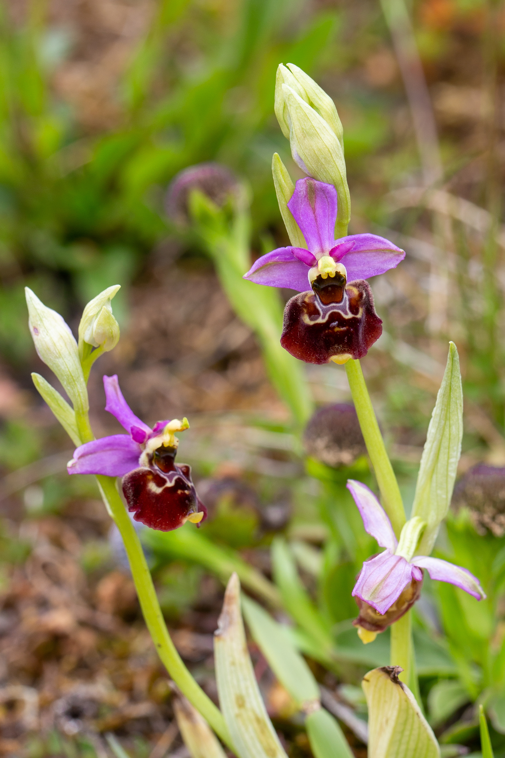 Ophrys bourdon (Ophrys fuciflora, (F.W. Schimdt) Moench, 1802), Viroinval (N) 04/06/2021