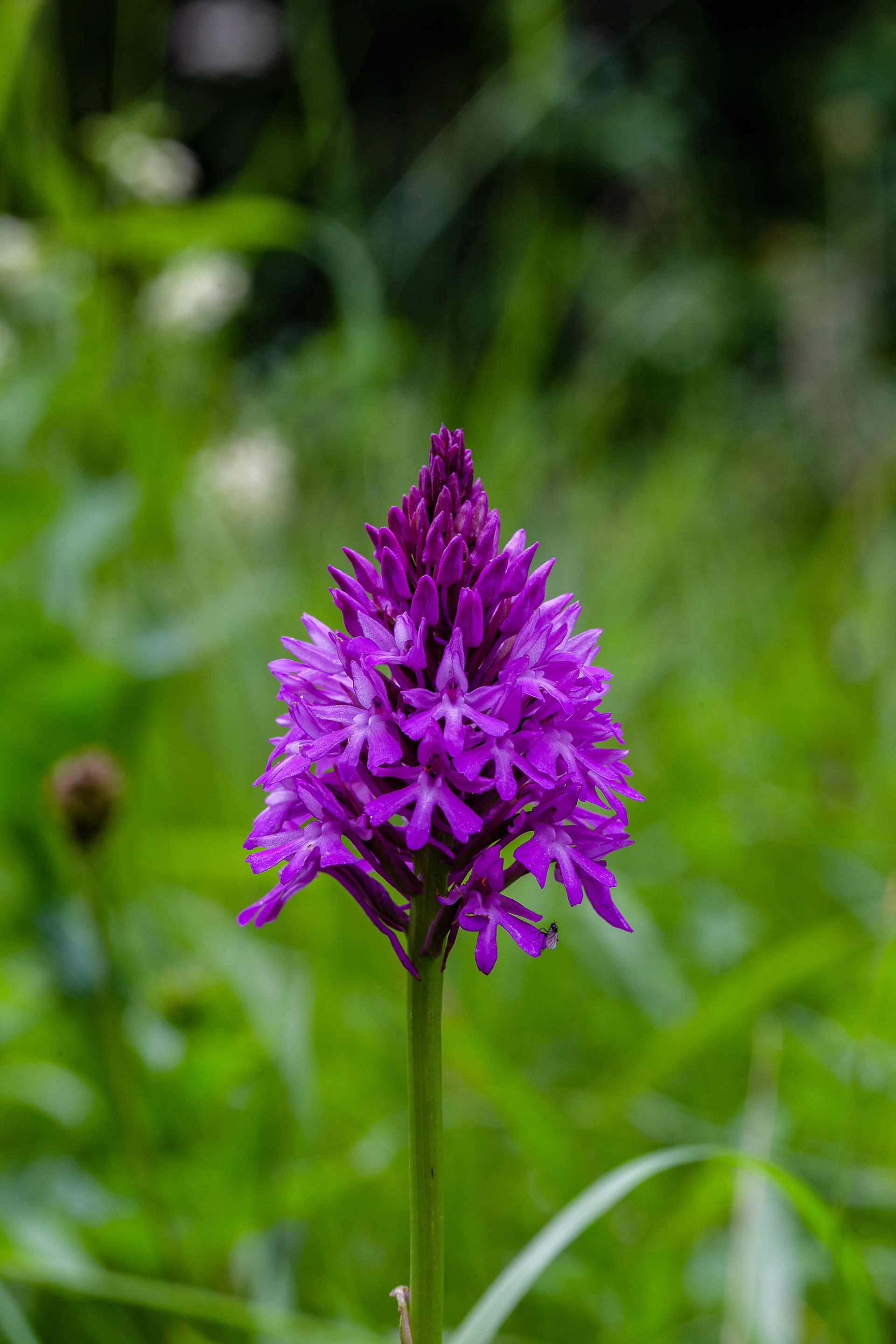 Orchis pyramidale (Anacamptis pyramidalis, (L.) Rich., 1817), Couvin (N) 09/06/2019