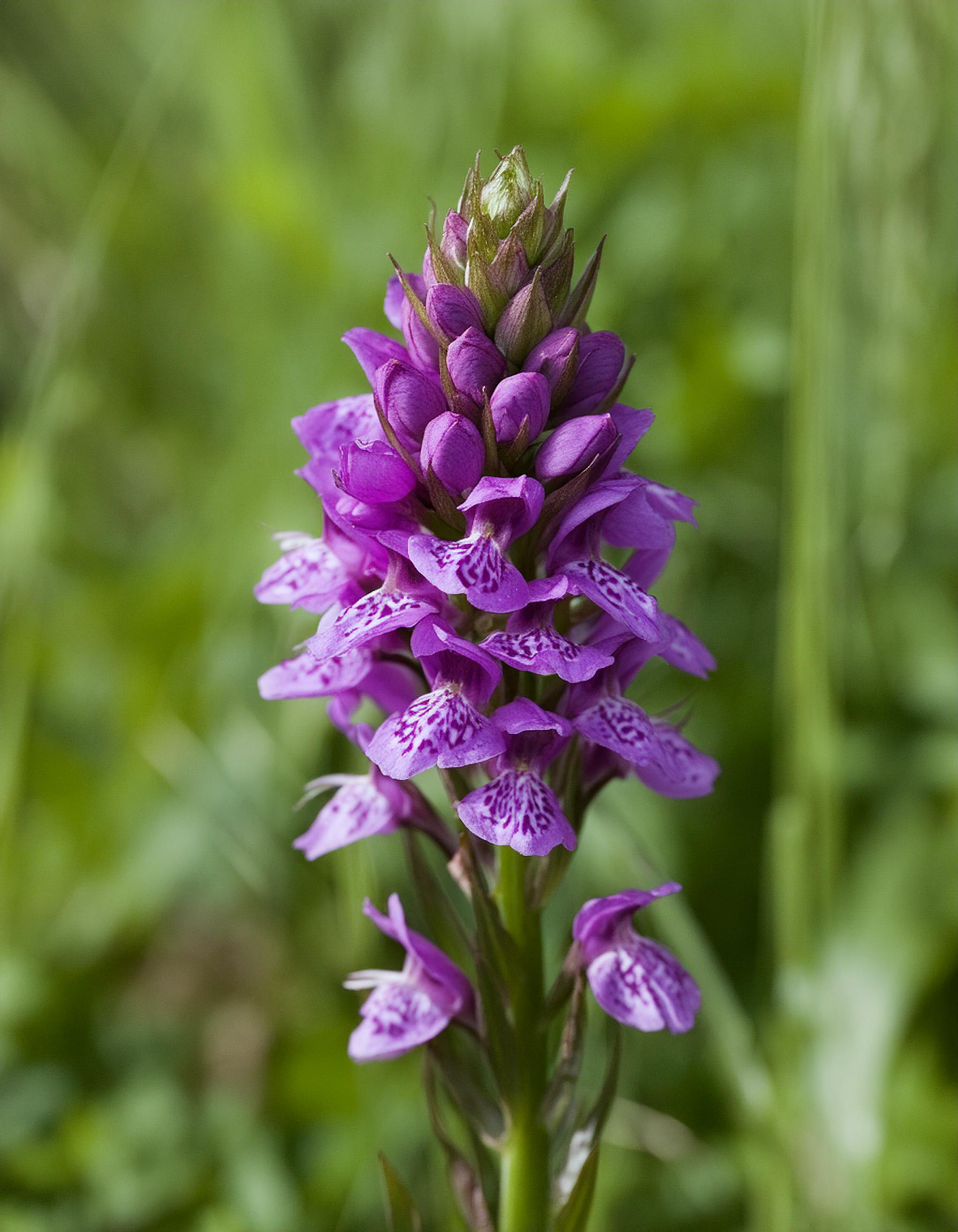Orchis généré (Dactylorhiza artificialis, Adobe Firefly, 2024), Braine-l'Alleud, 19/06/2024),