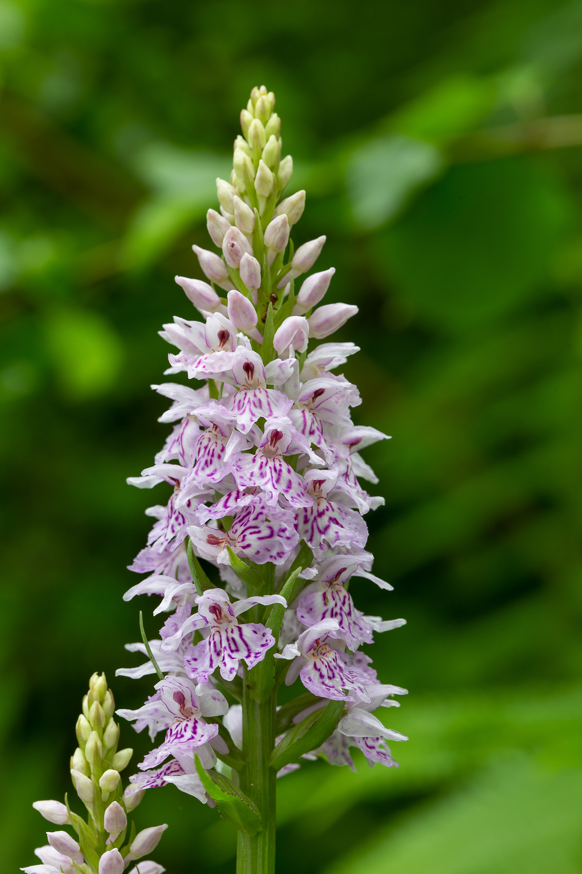 Orchis de Fuchs (Dactylorhiza fuchsii, (L.) Soó, 1962), La Hulpe (BW) 05/06/2016