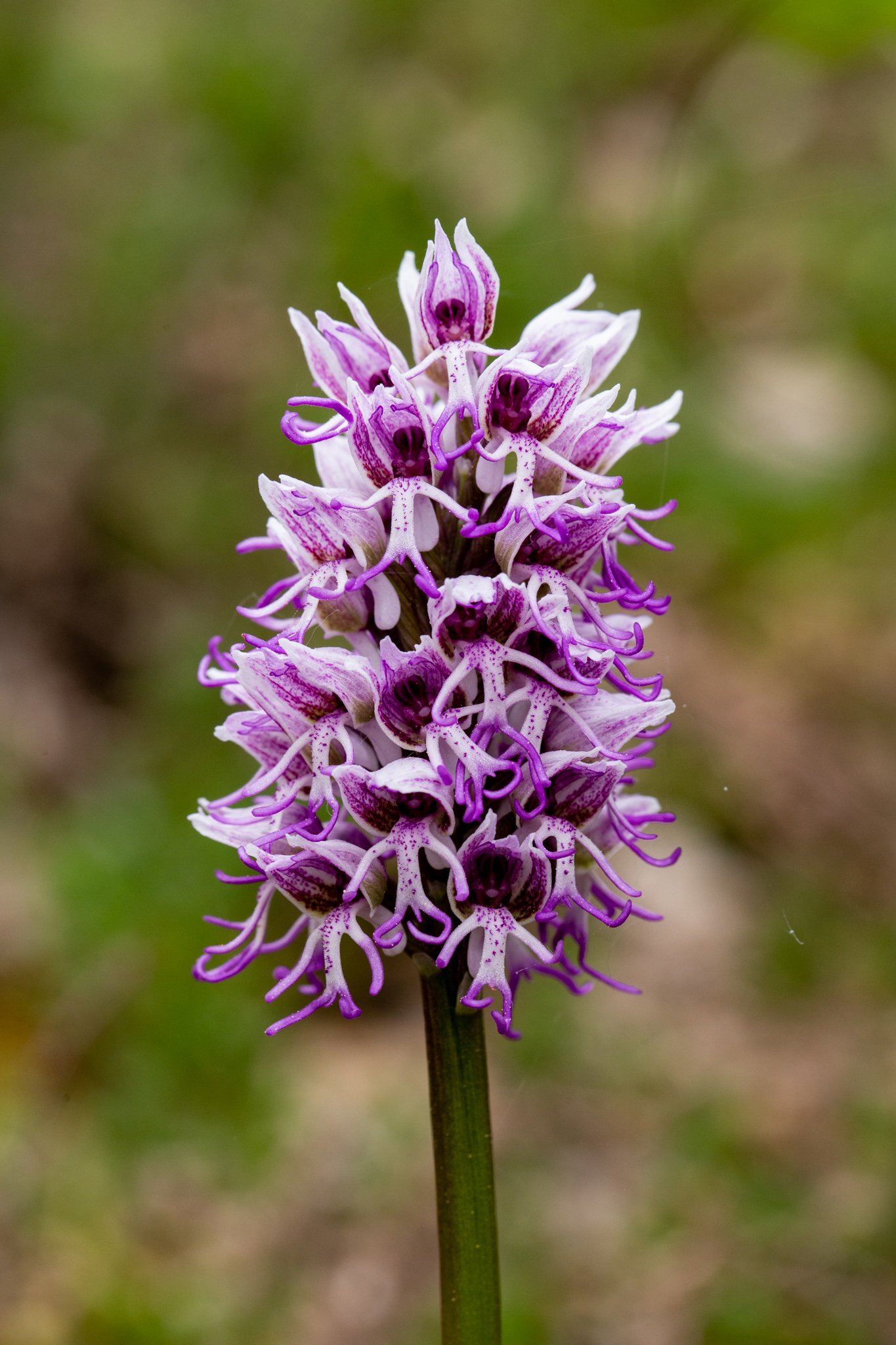 Orchis singe (Orchis simia, Lam. , 1779), Rochefort (N) 29/04/2022