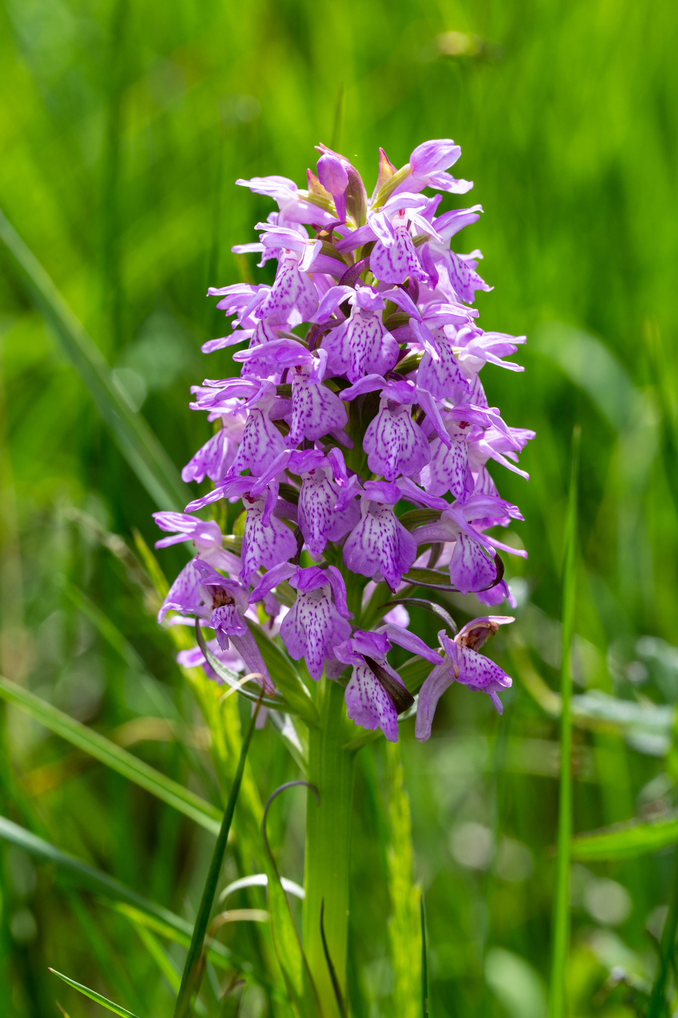 Orchis des sphaignes (Dactylorhiza sphagnicola (Höppner) Aver., 1984), Lierneux (Lg) 20/06/2021