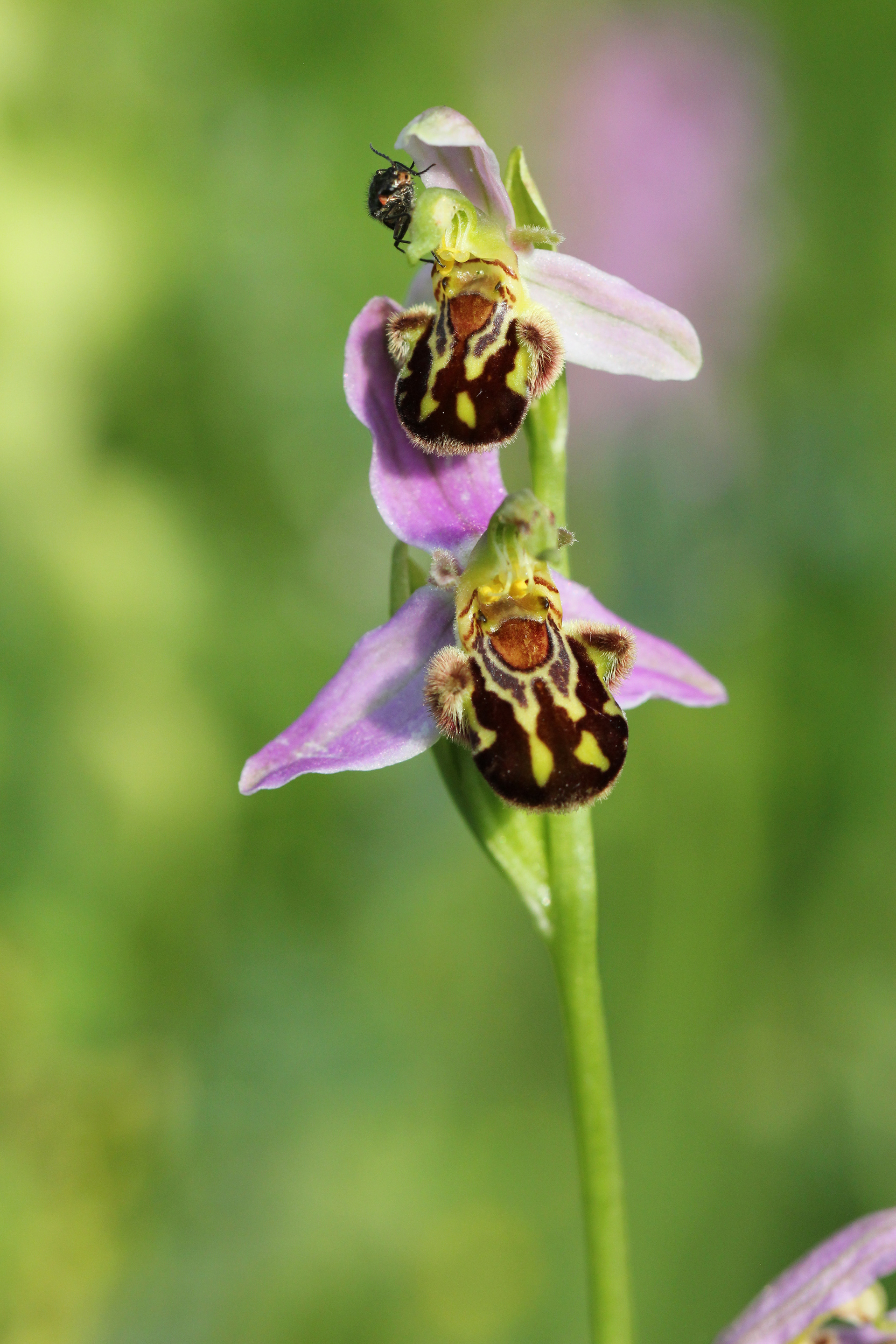 Ophrys abeille (Ophrys apifera, Huds., 1762), Lixhe (Lg) 15/06/2014