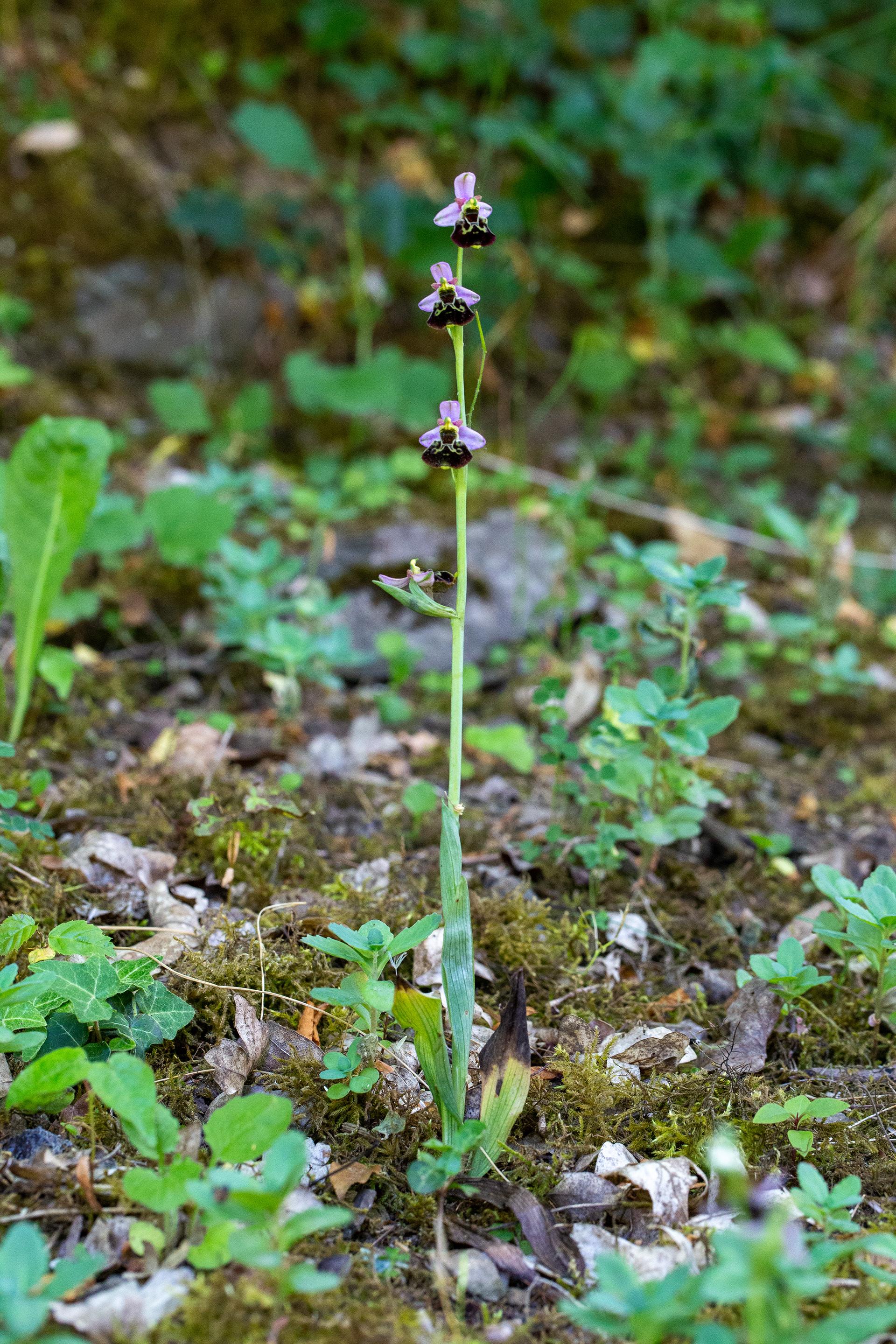 Ophrys bourdon