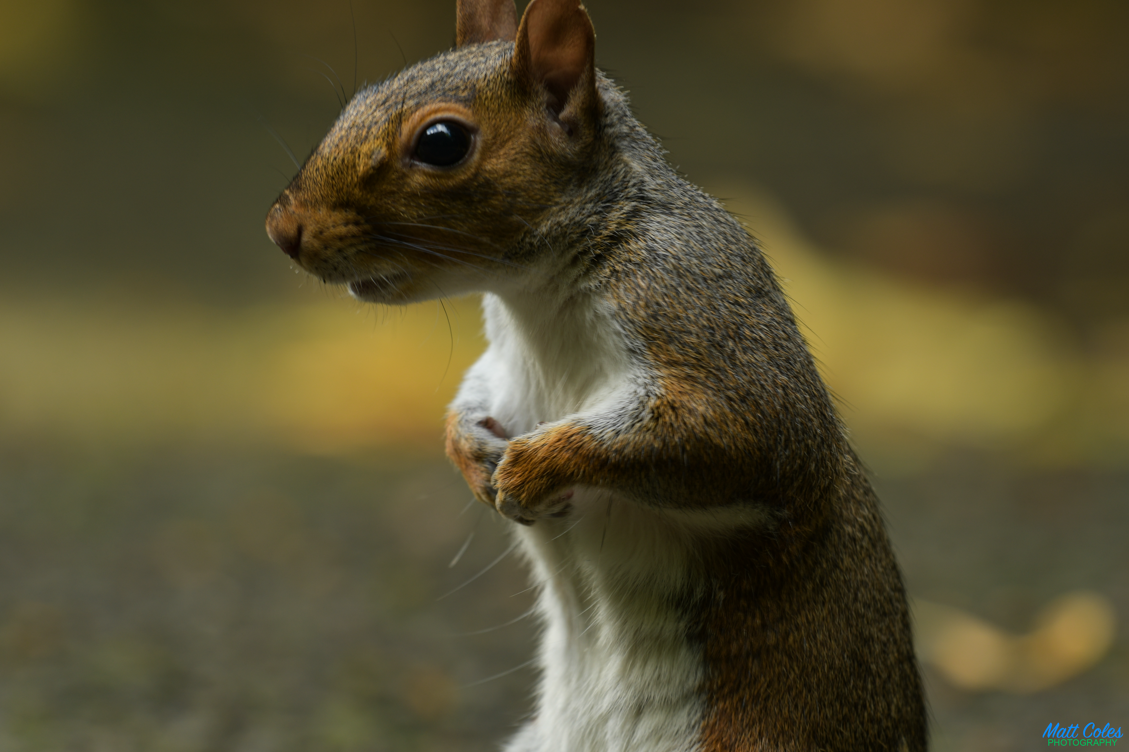 Grey Squirrel