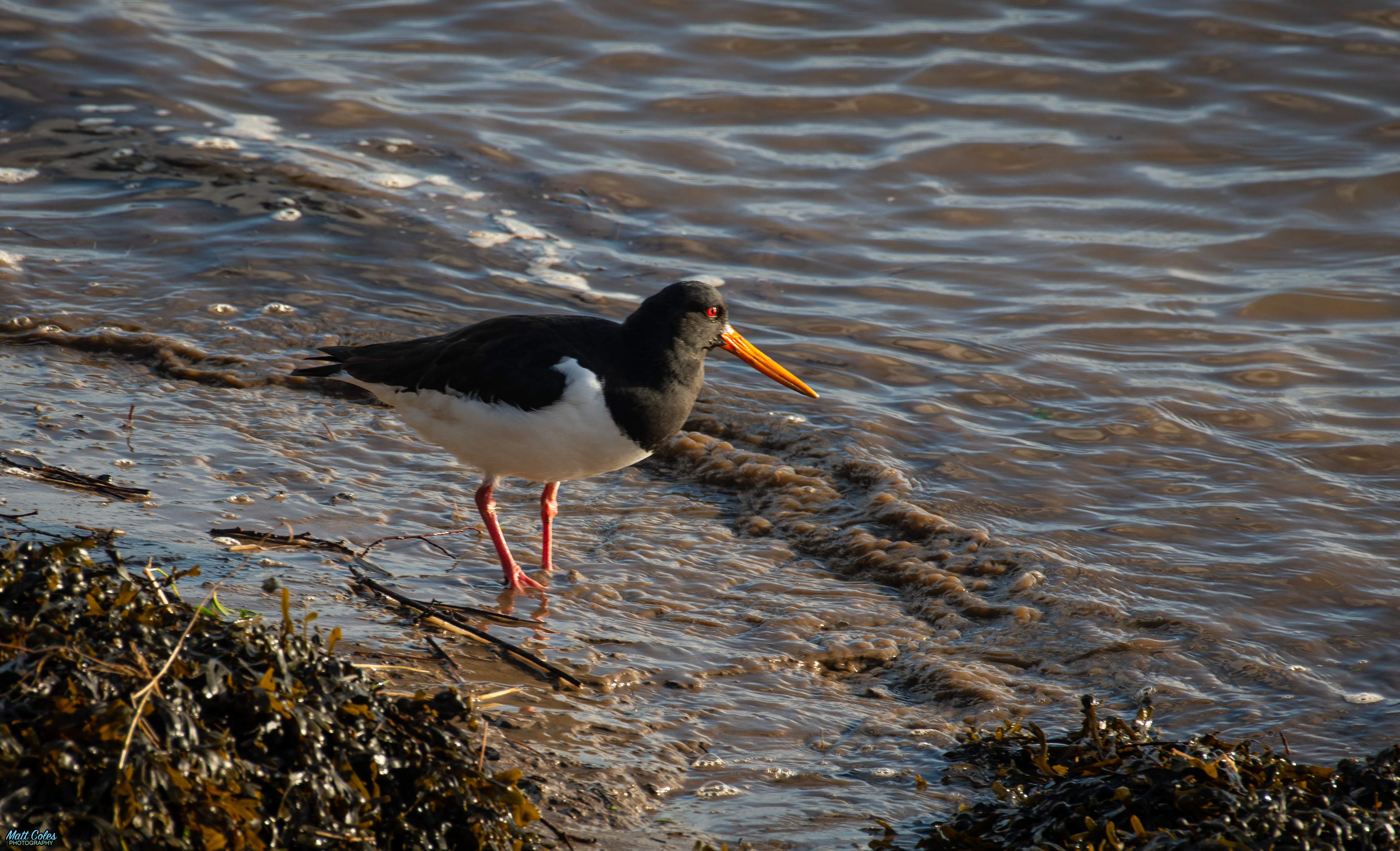 Oystercatcher