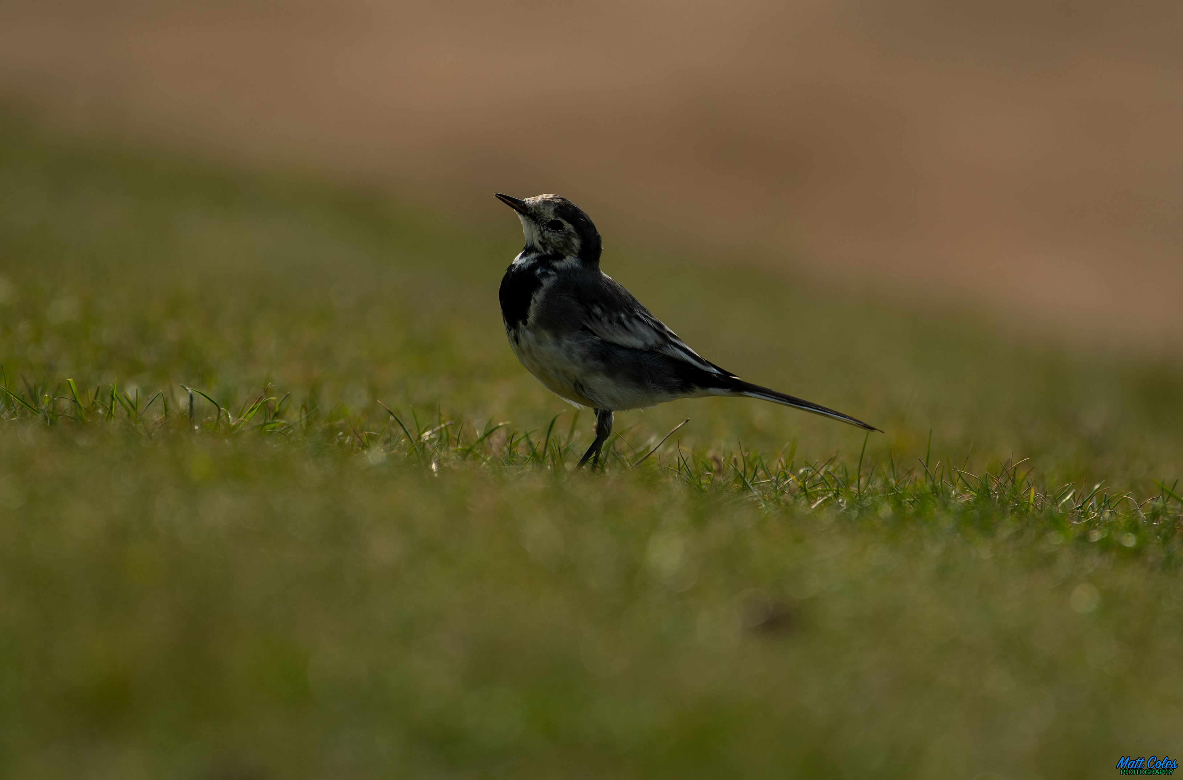 Pied Wagtail