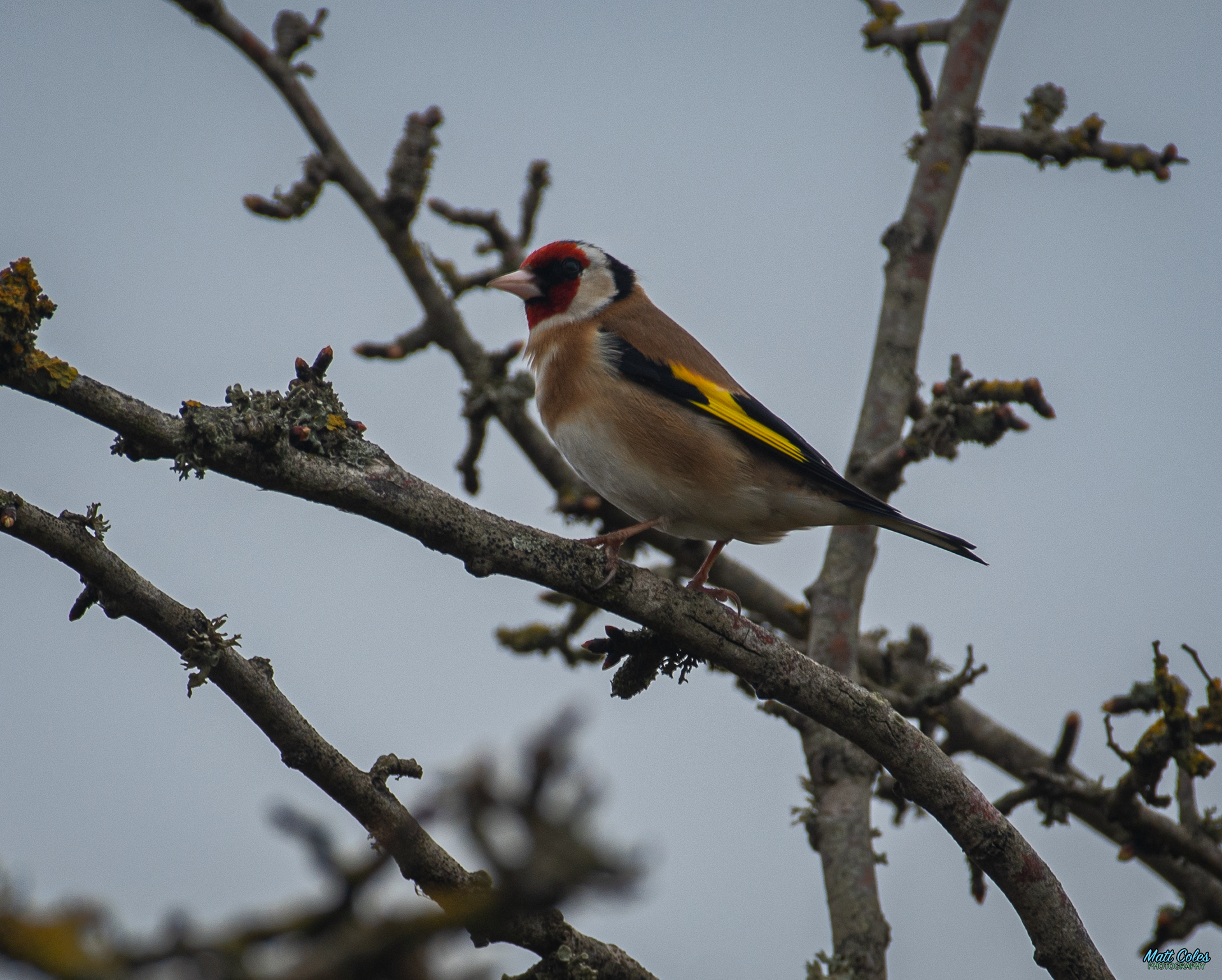 Goldfinch