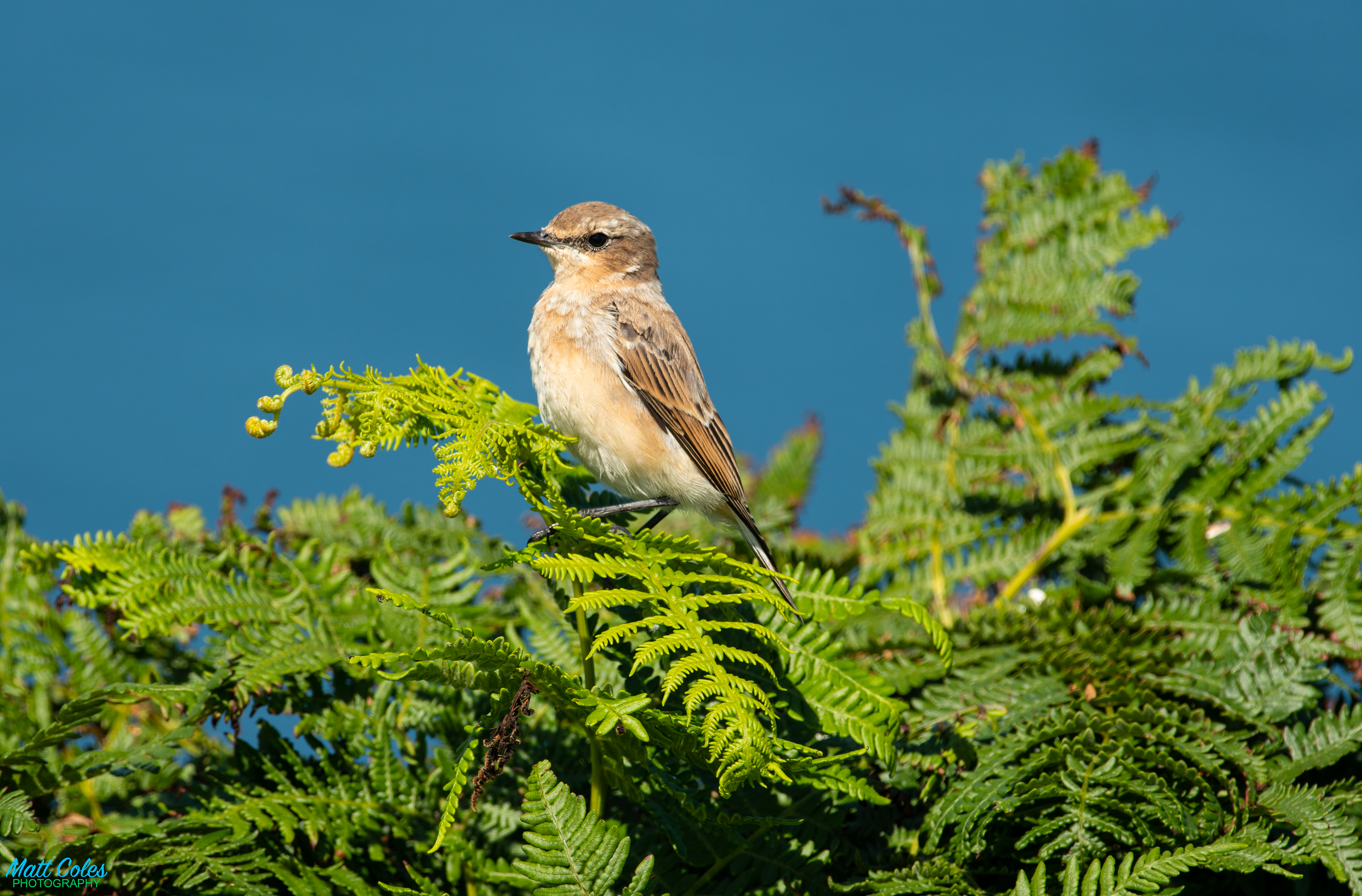 Wheatear
