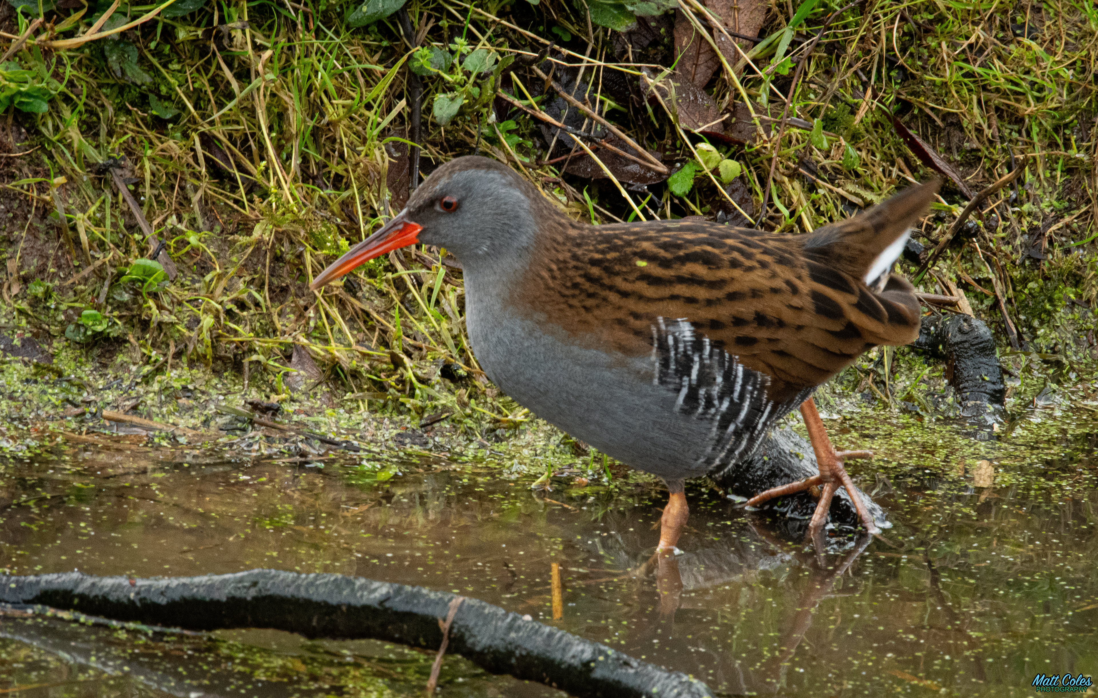 Water Rail