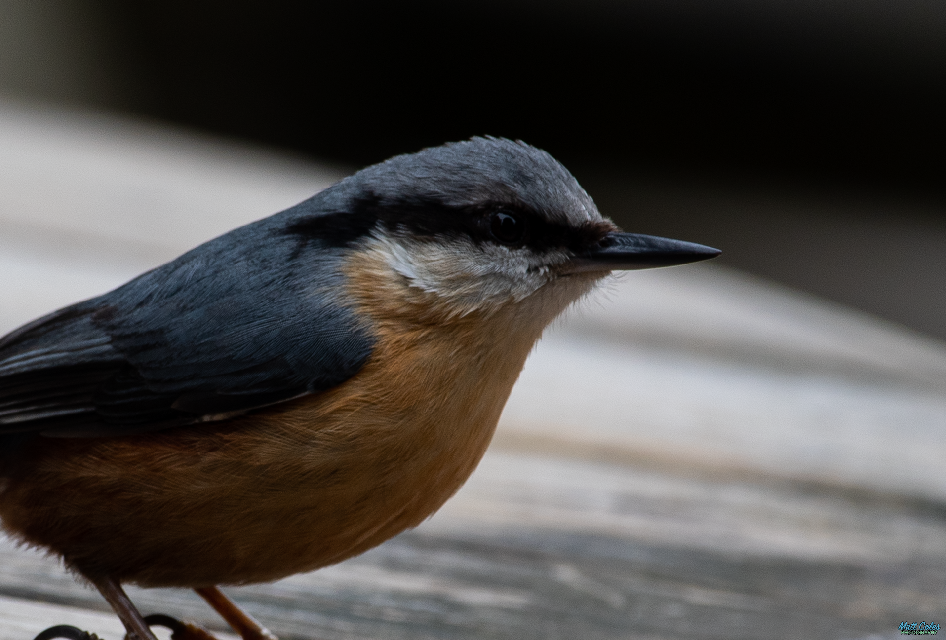Nuthatch