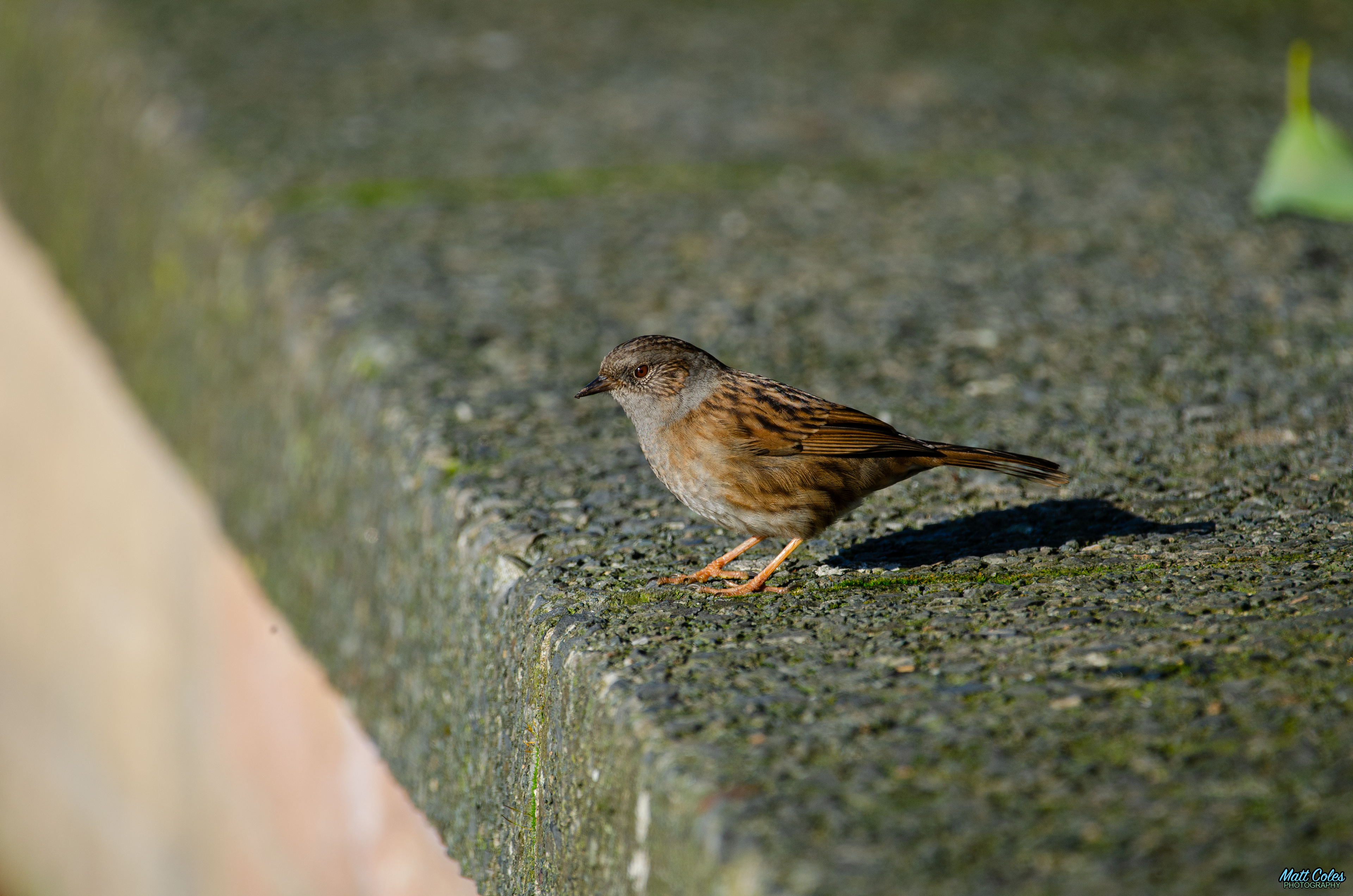Dunnock