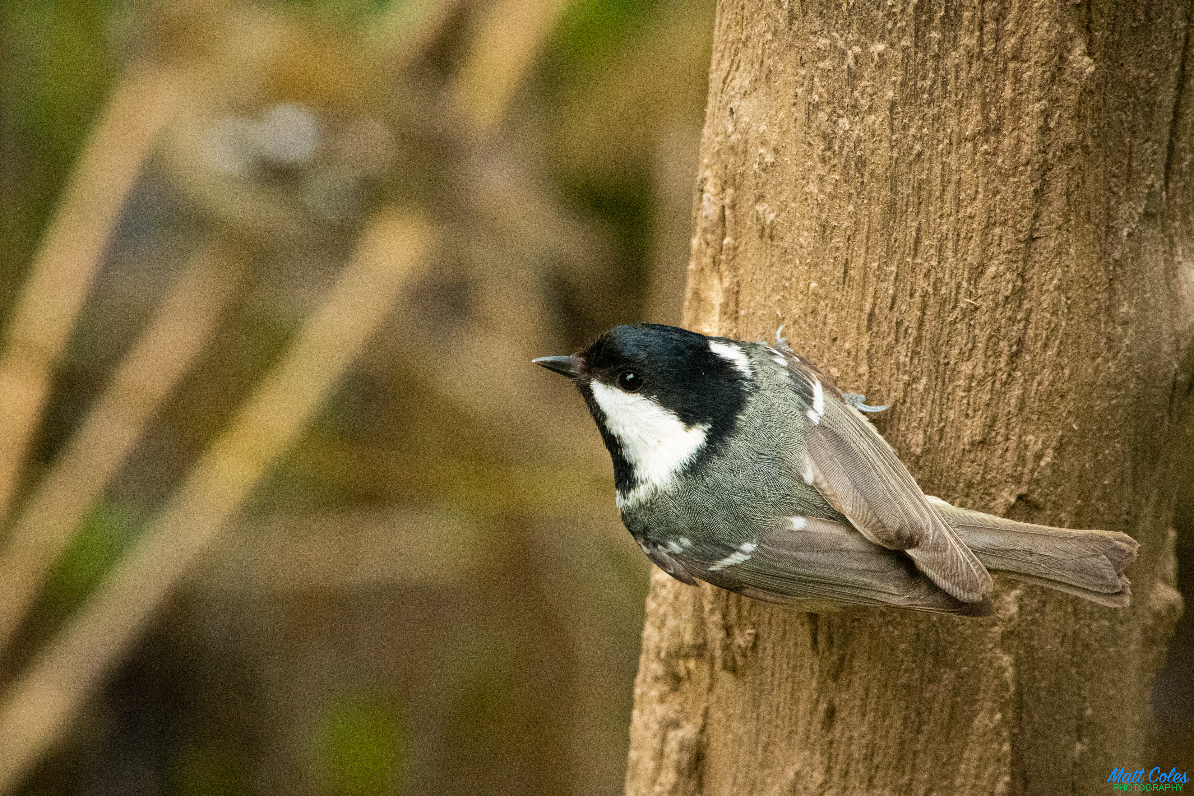 Coal Tit