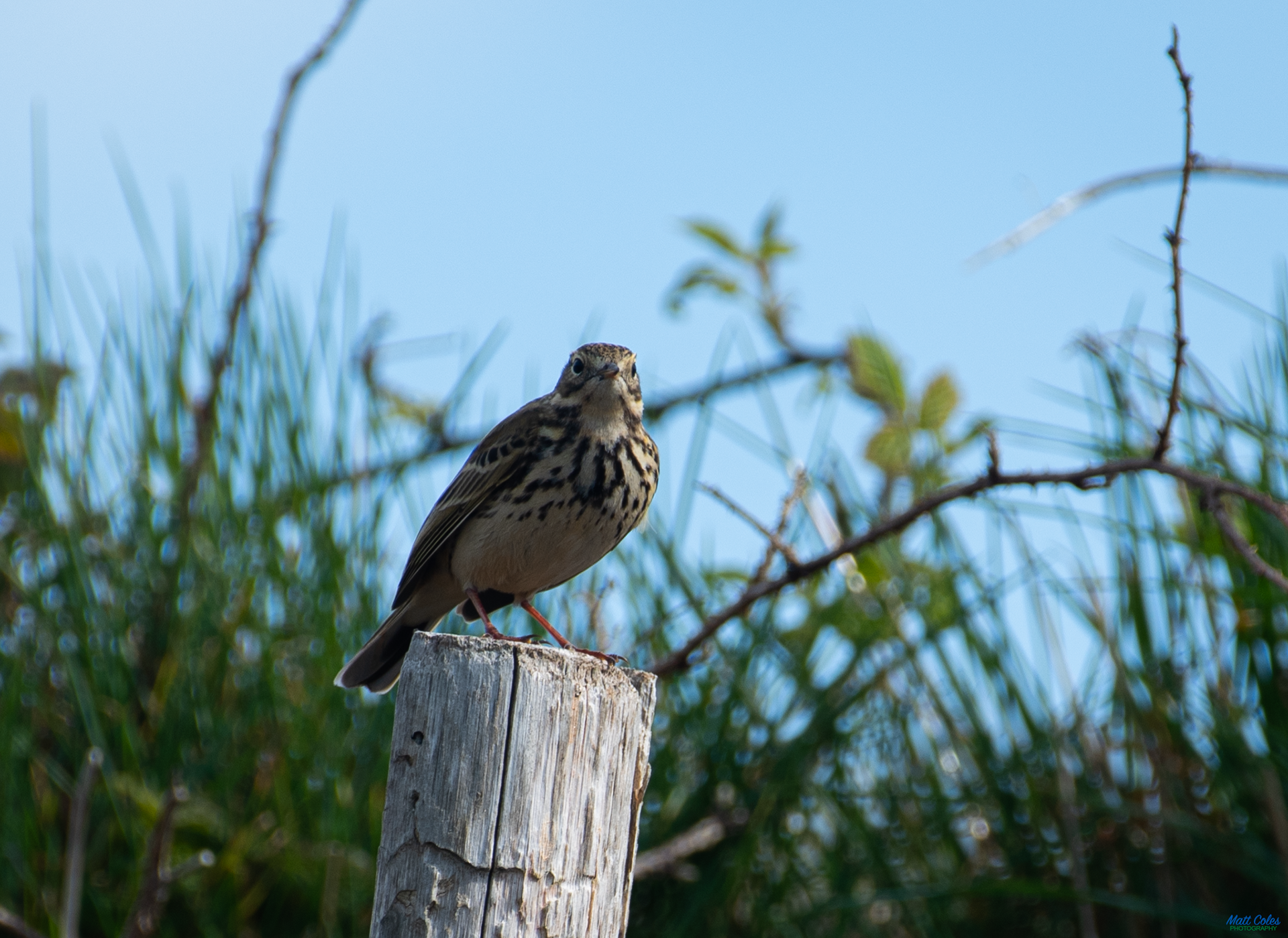 Meadow Pipit