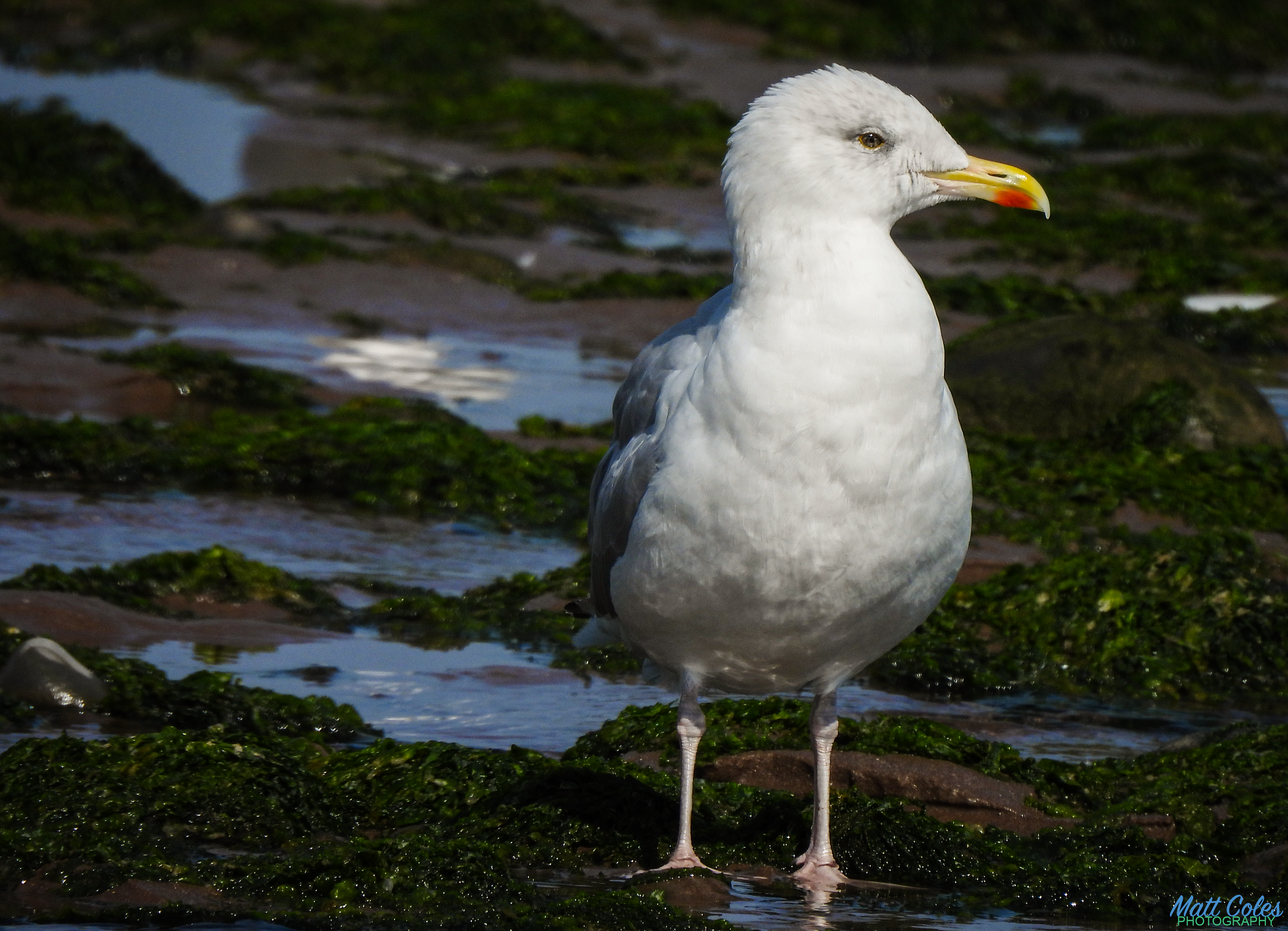 Herring Gull