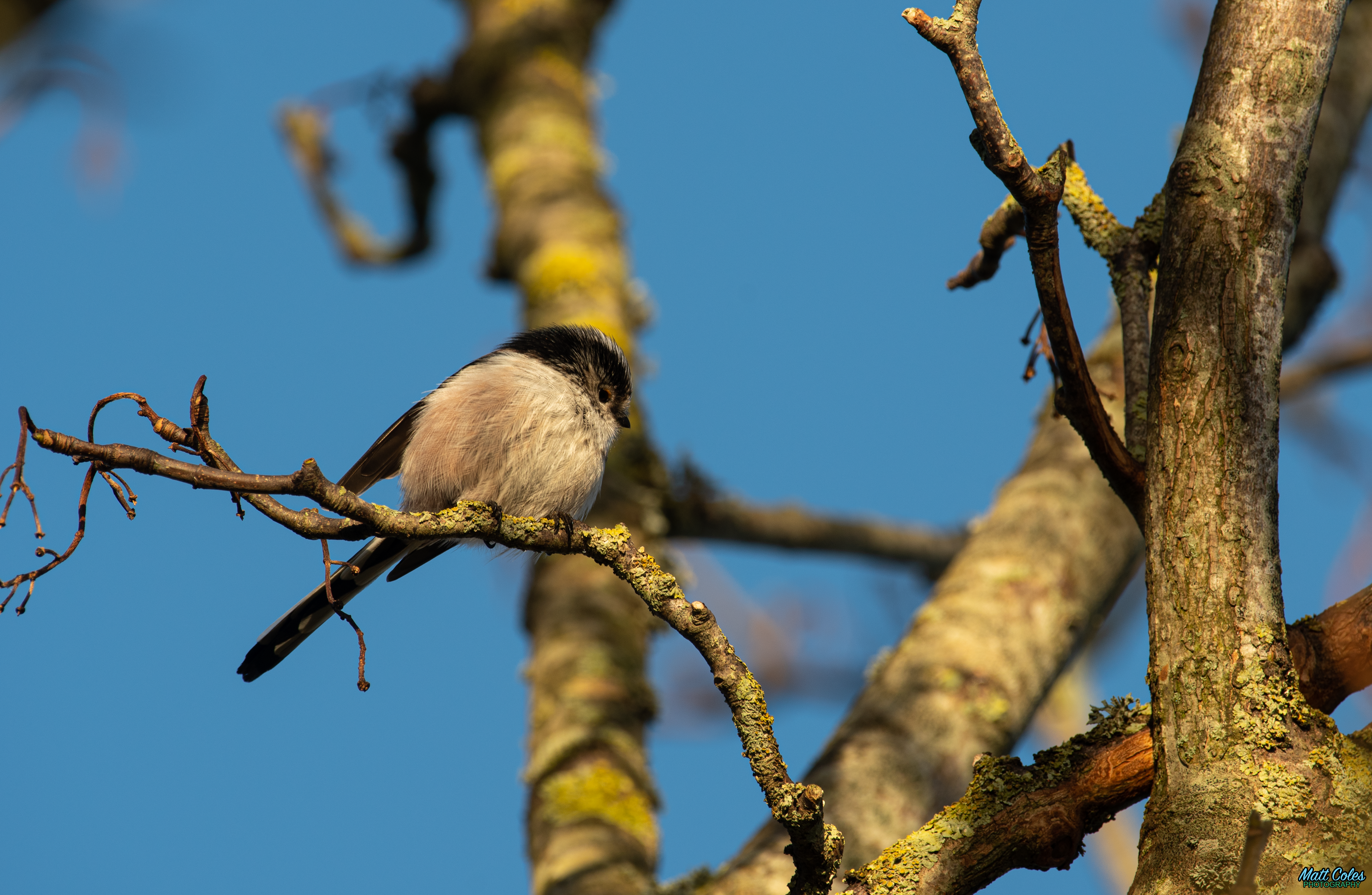 Long-Tailed Tit