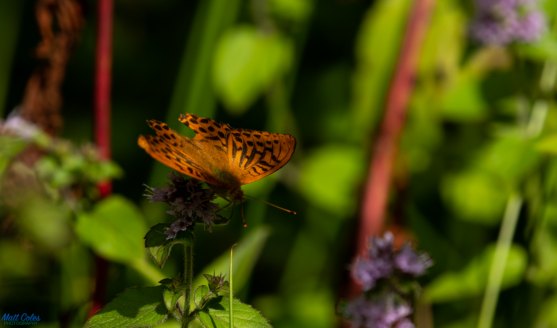 Silver-Washed Fritillary