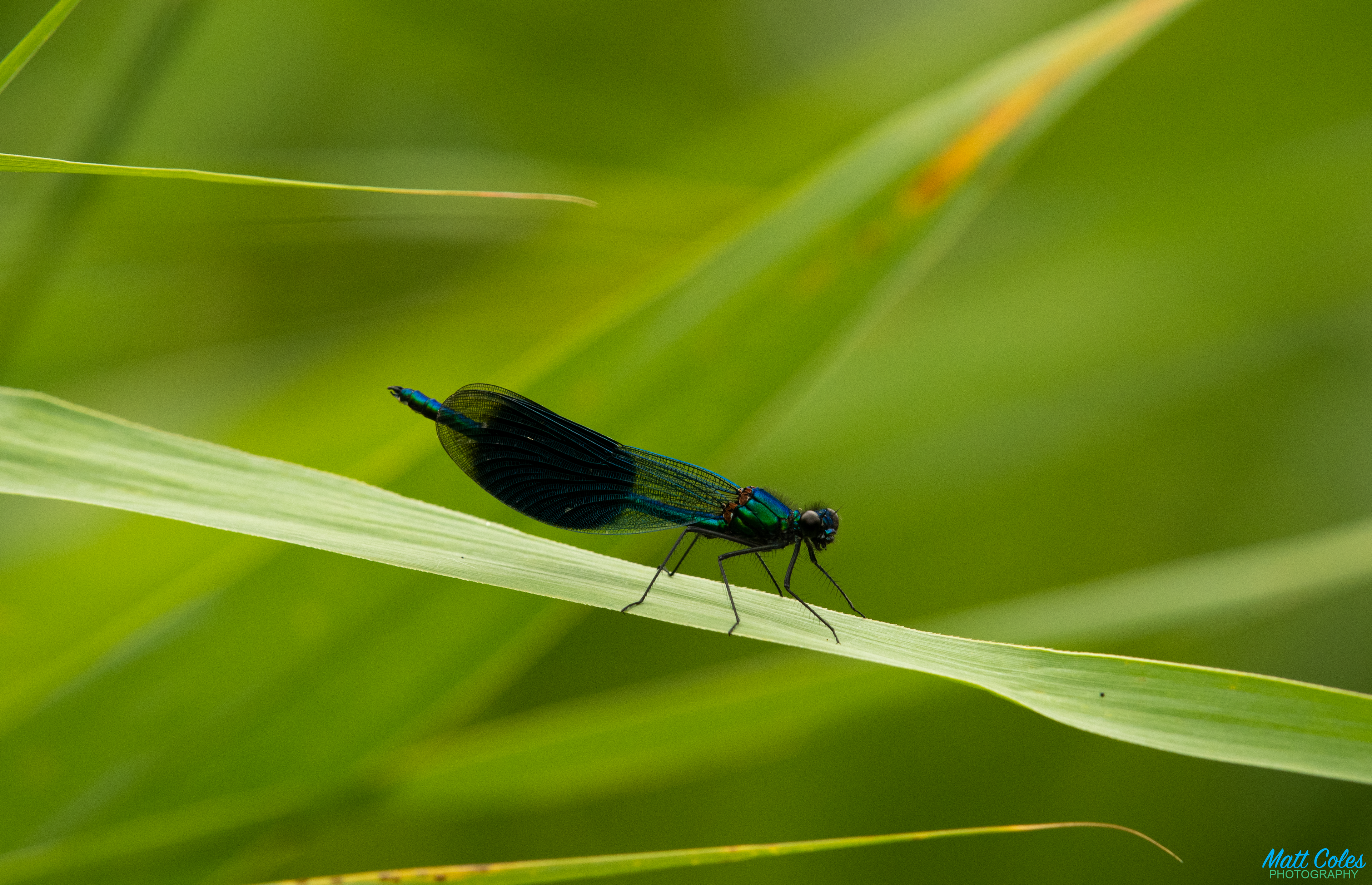 Banded Demoiselle
