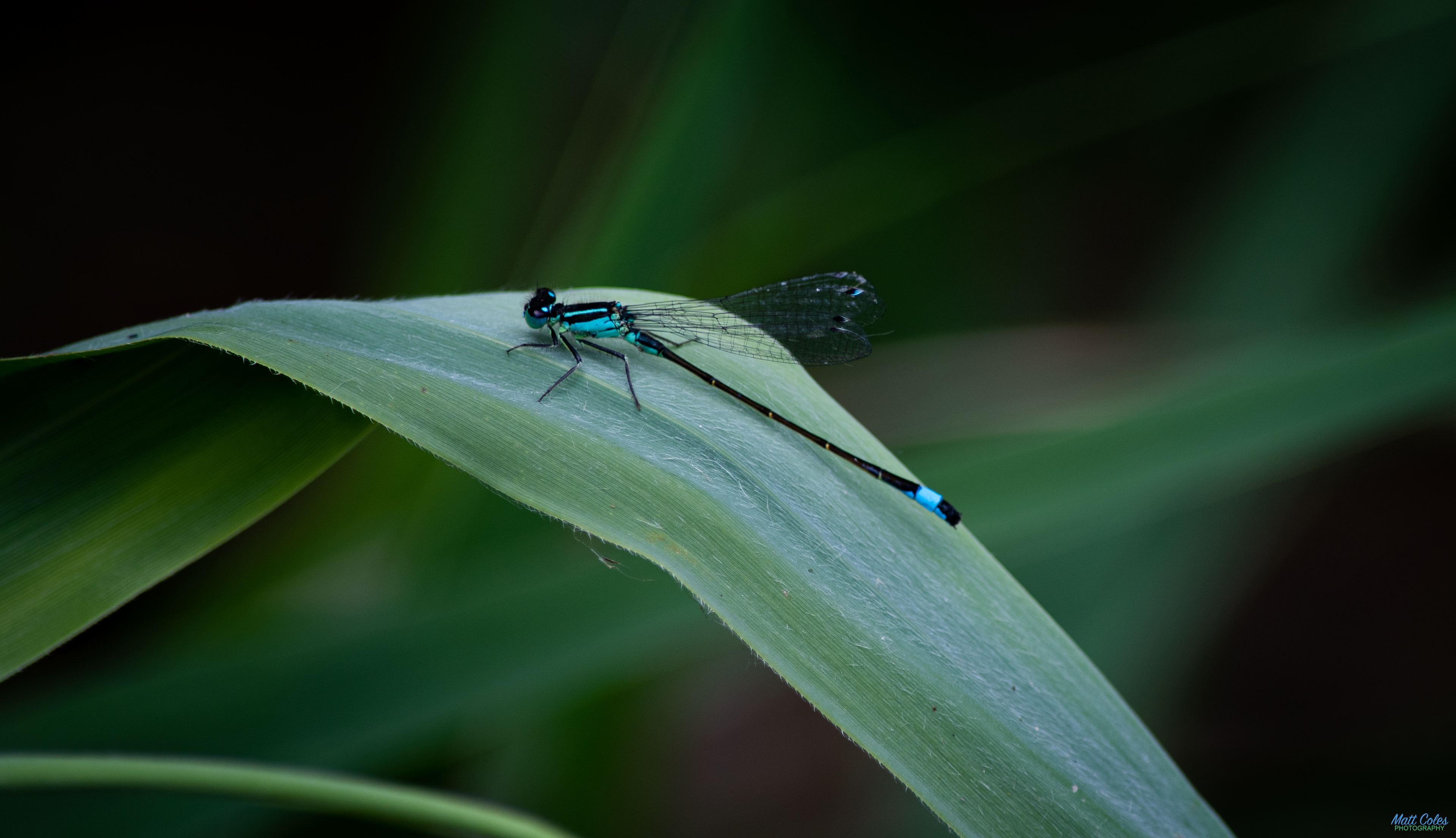 Blue-Tailed Damselfly