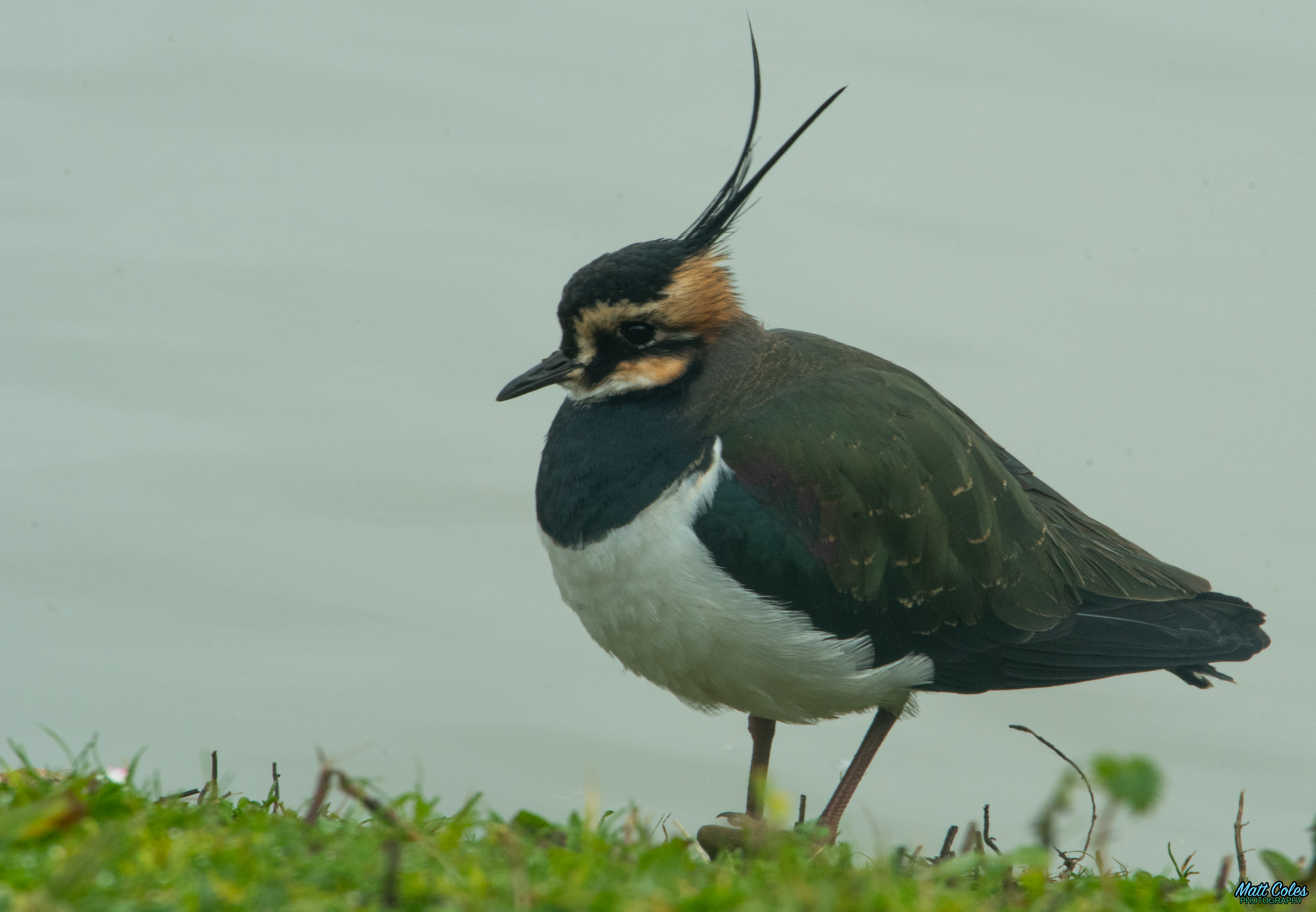 Lapwing