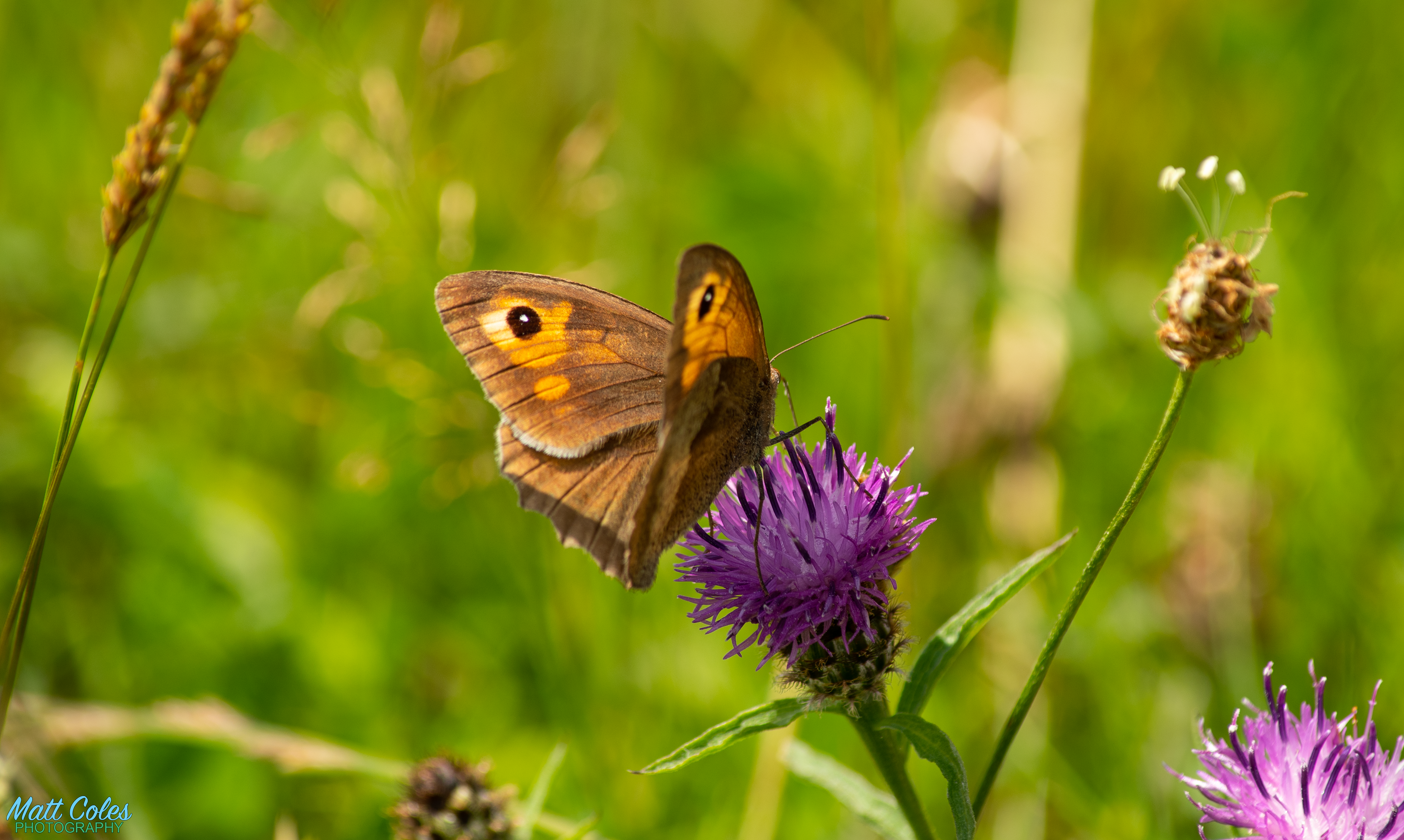 Meadow Brown