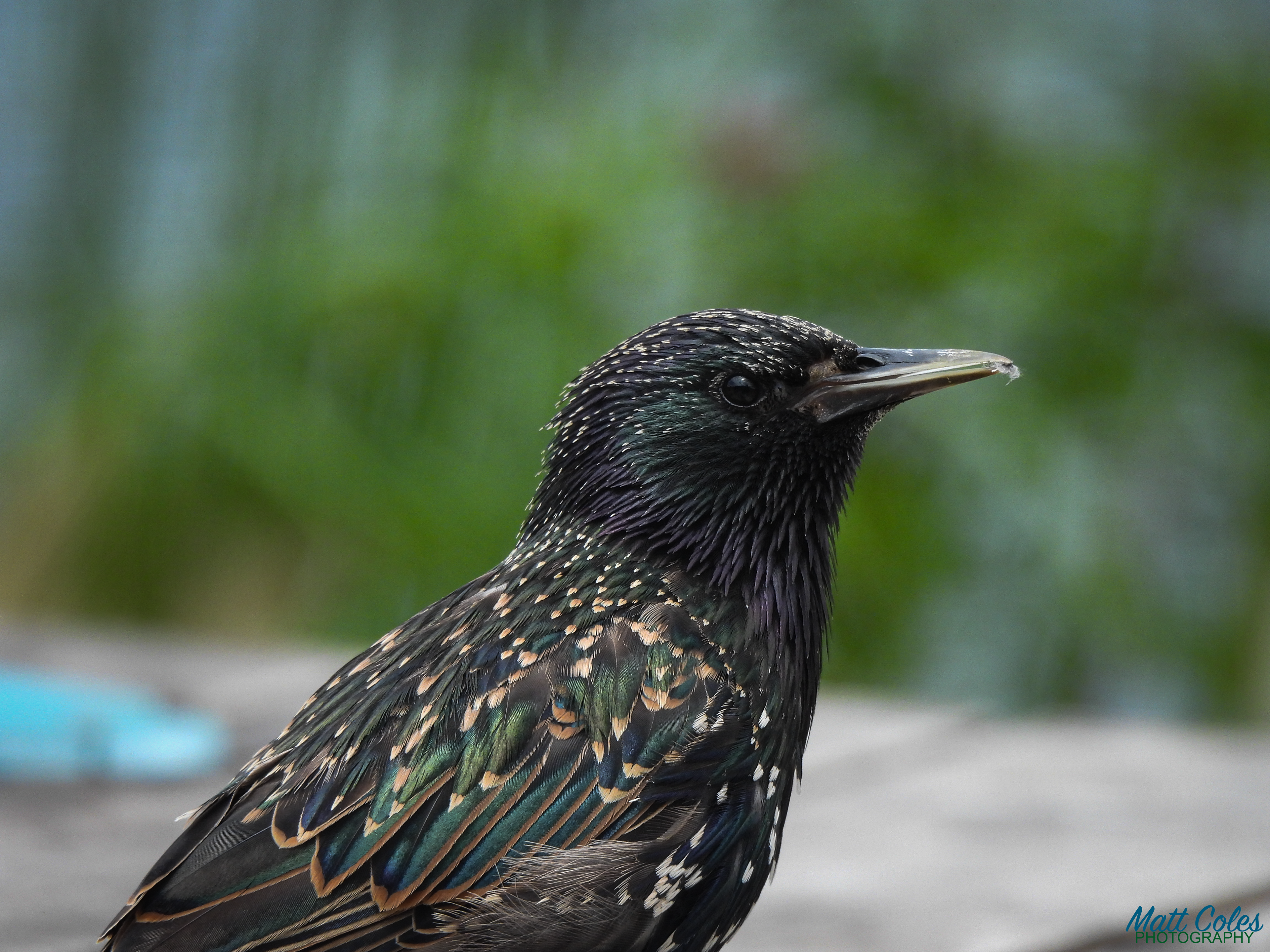 Starling