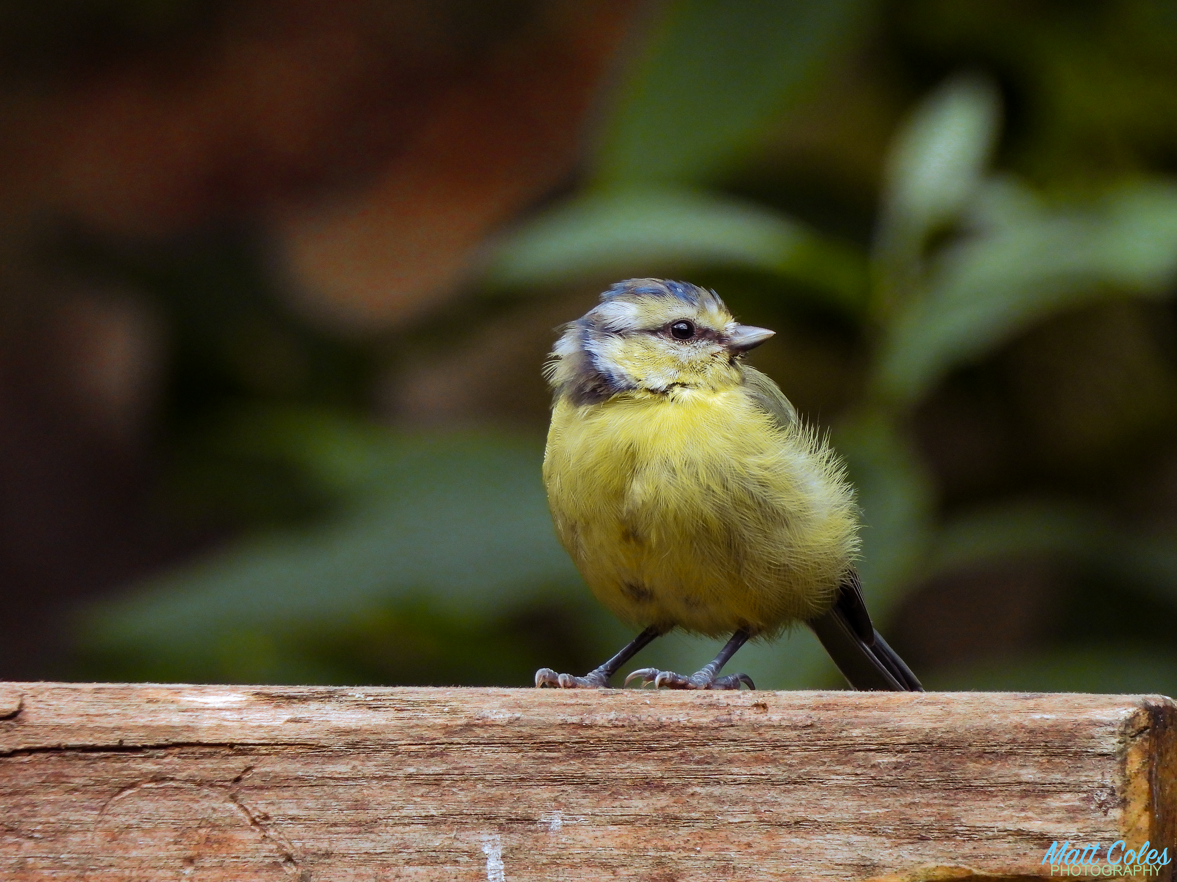 Blue Tit
