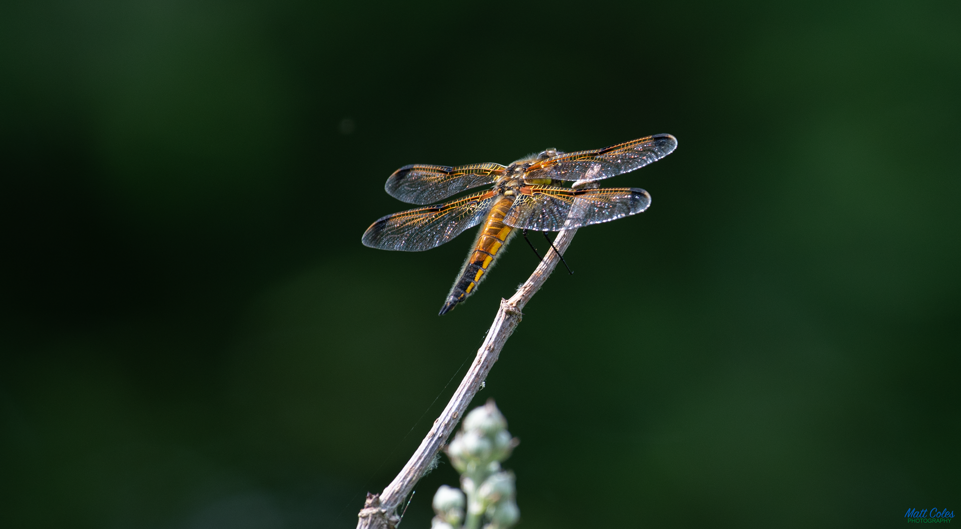 Four-Spotted Chaser