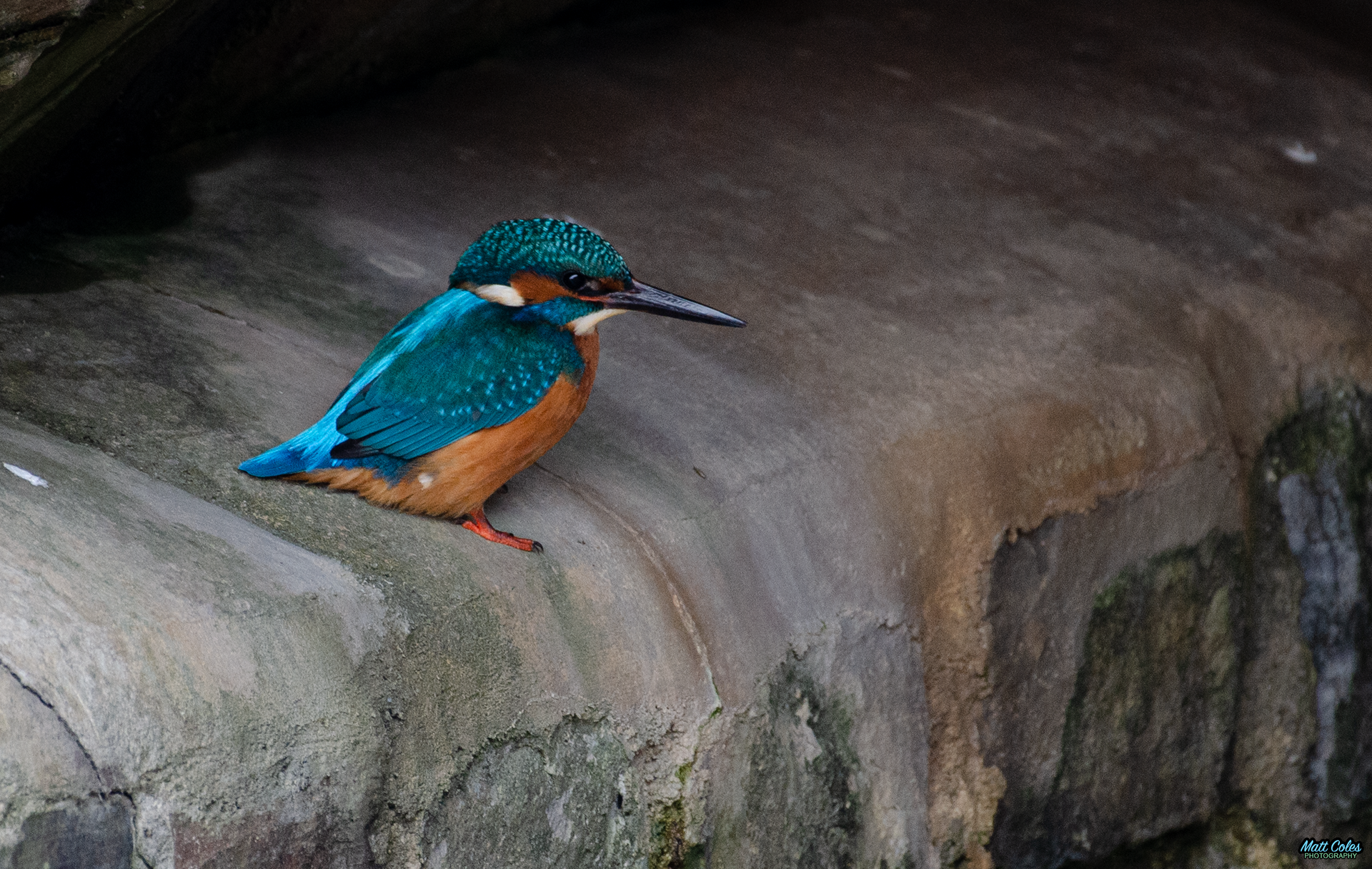 Kingfisher